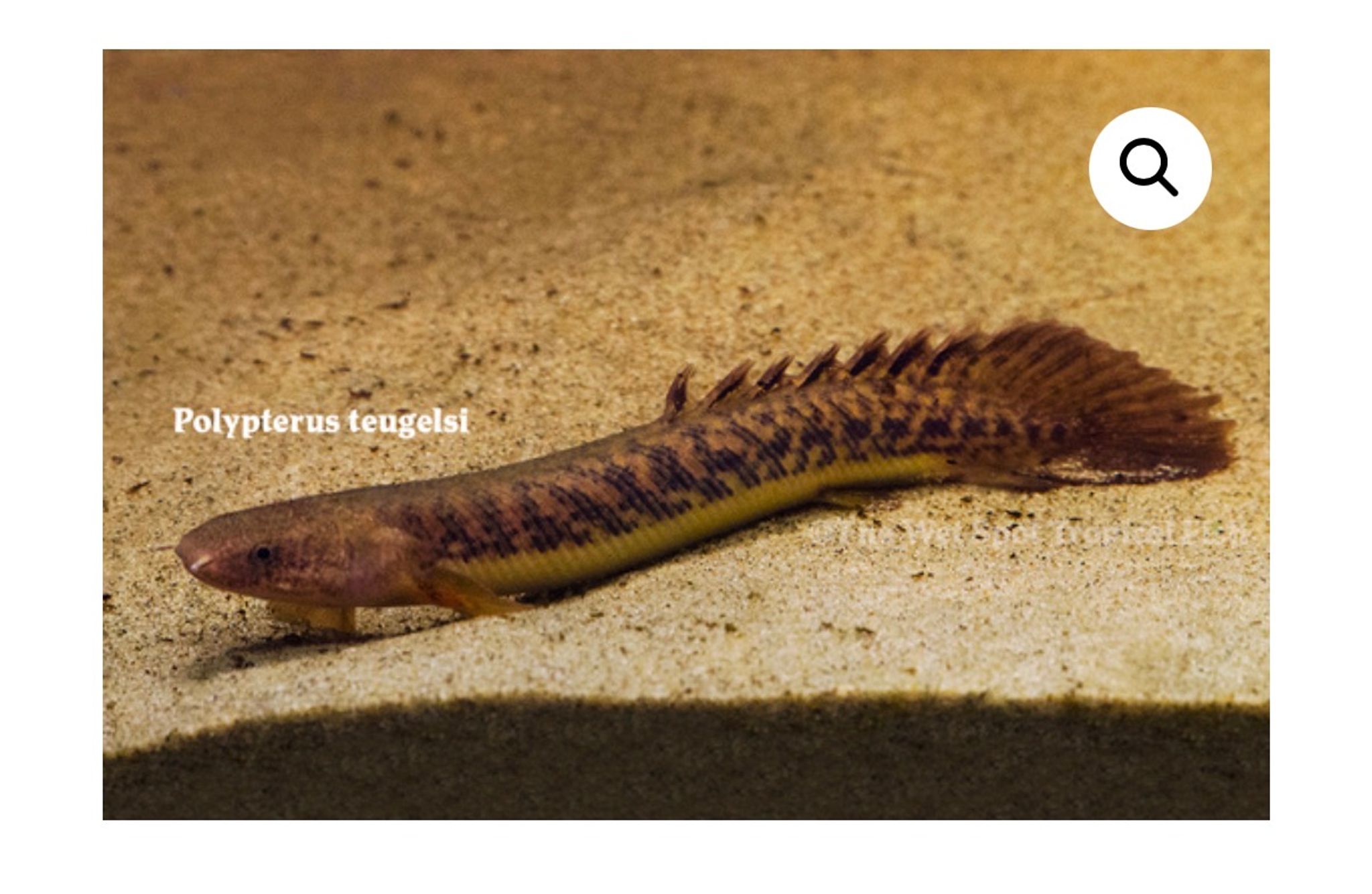 Polypterus teugelsi