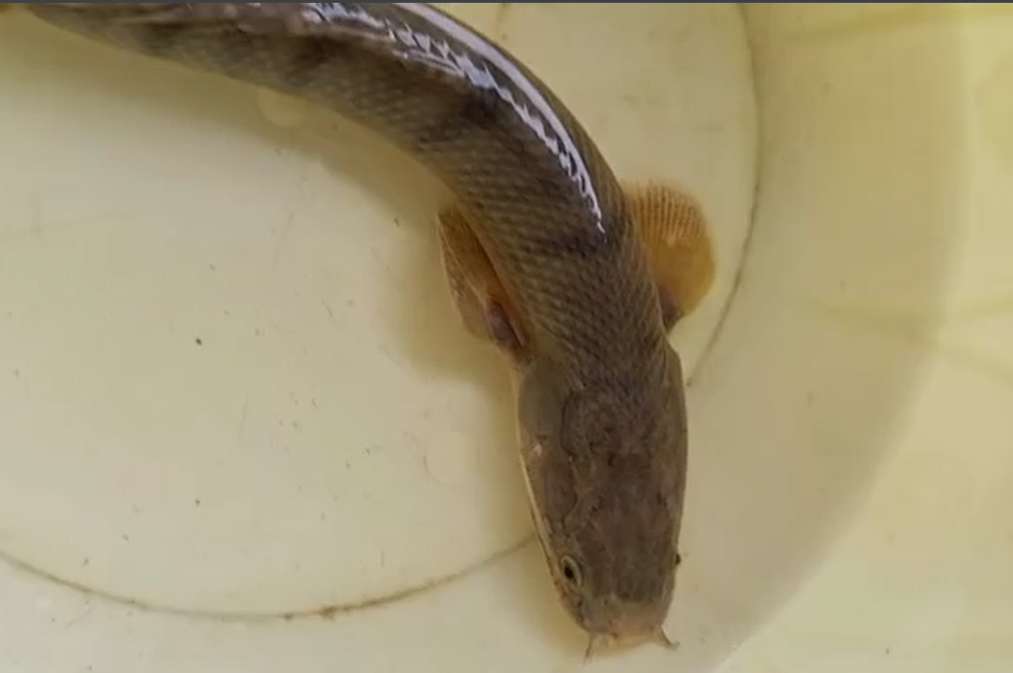 Polypterus weeski
