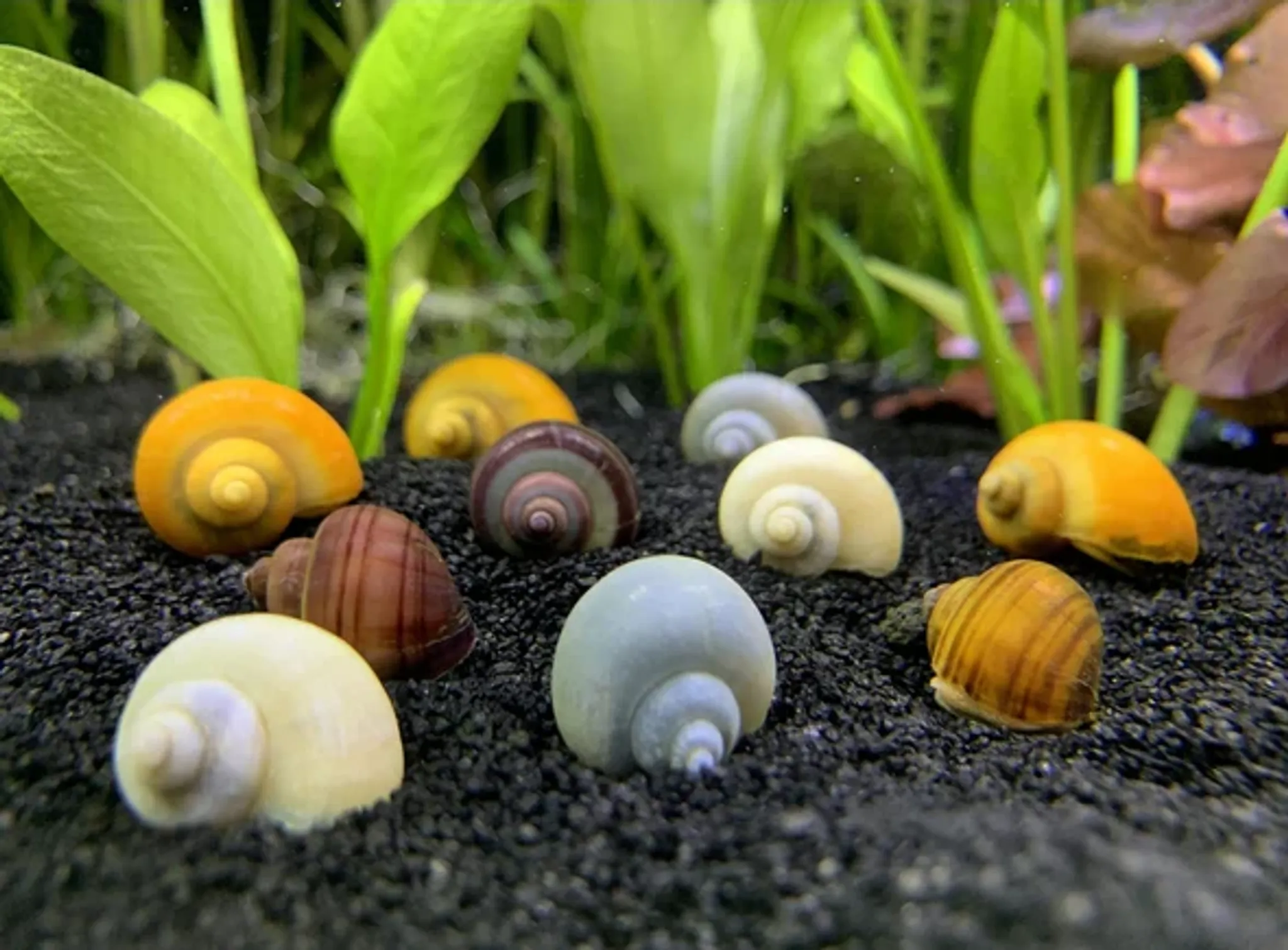 Pomacea Bridgesii