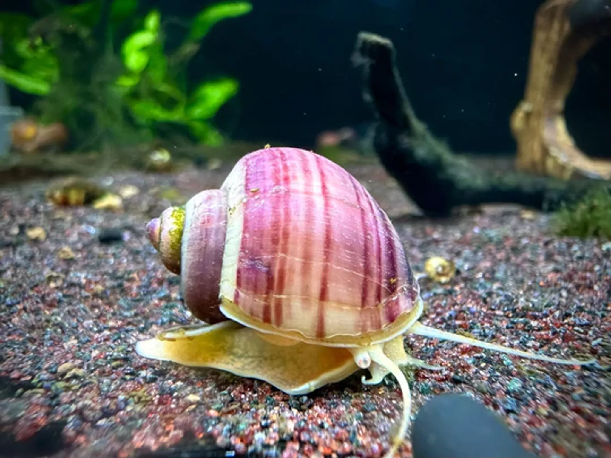 Pomacea Bridgesii