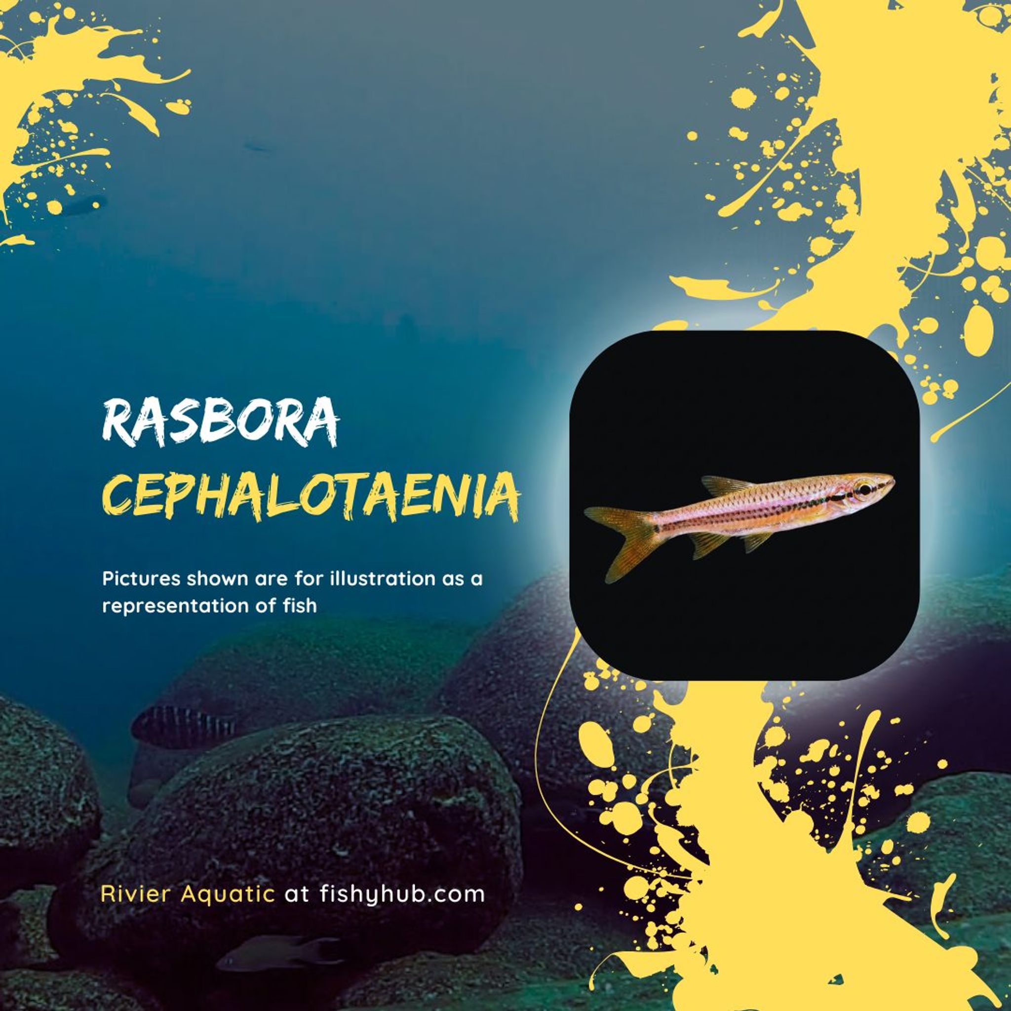 Porthole Rasbora (Rasbora Cephalotaenia)