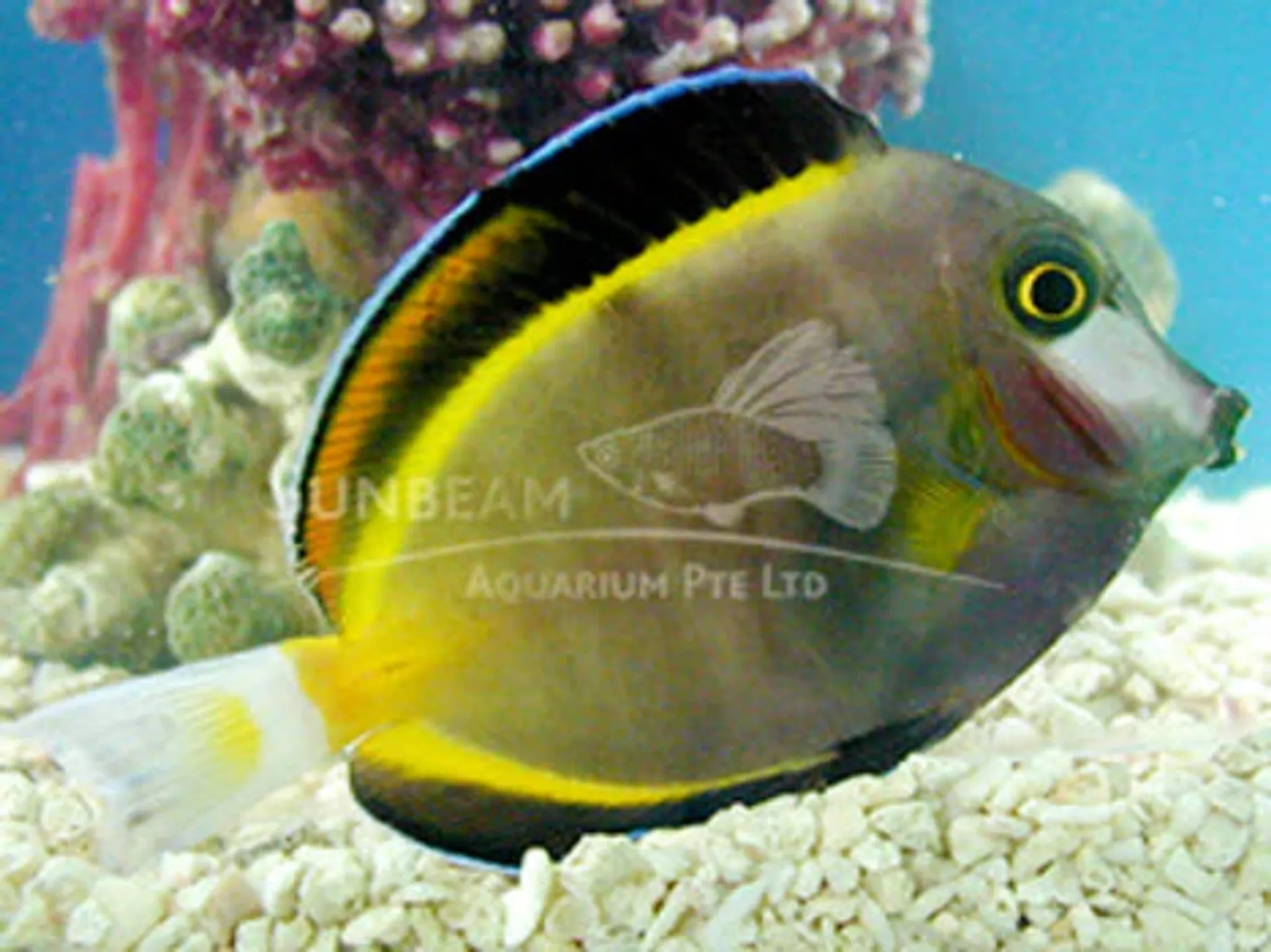 Powder blue Surgeon fish Marine 6cm