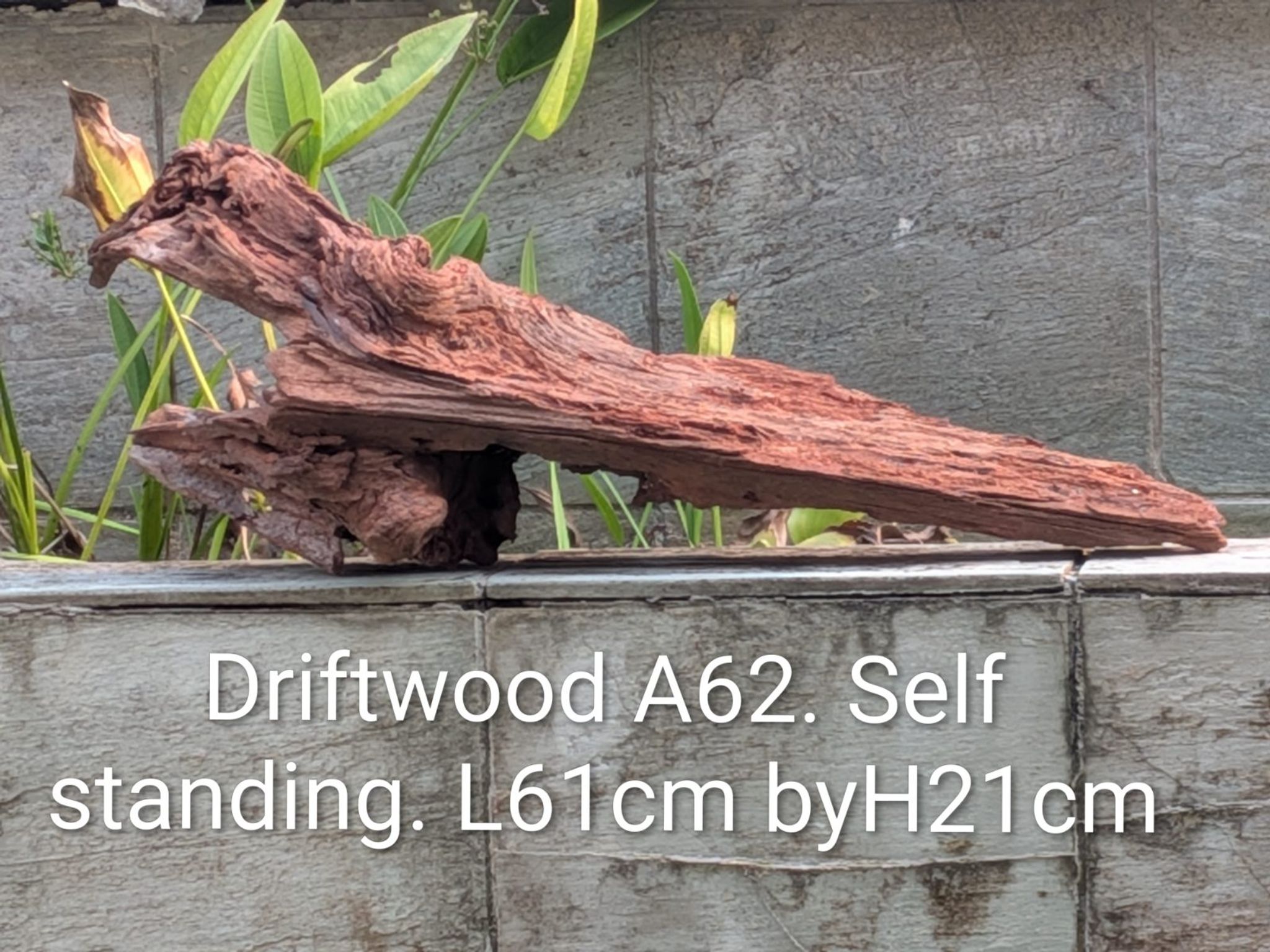 Premium Aquascaping Cave Driftwood A62 - Self-Standing Centerpiece