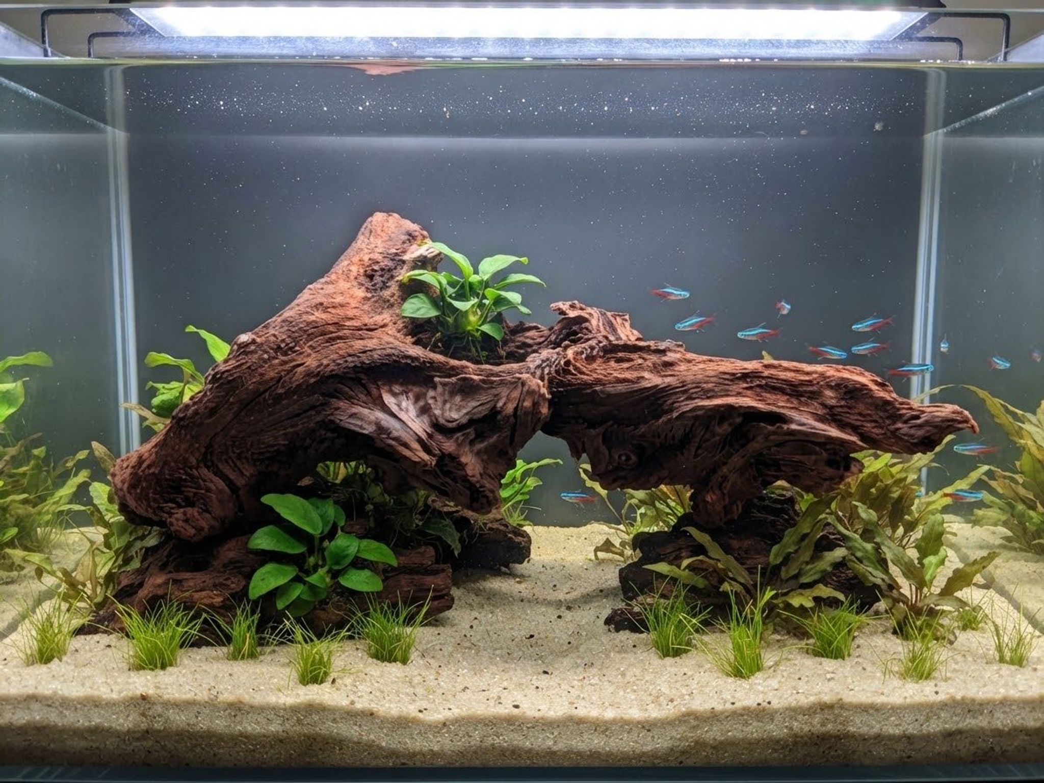 Premium Aquascaping Cave Driftwood A65 | Self-Standing Centerpiece