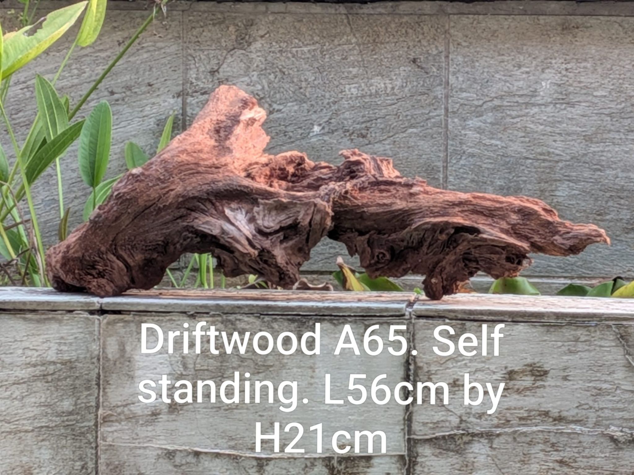 Premium Aquascaping Cave Driftwood A65 | Self-Standing Centerpiece