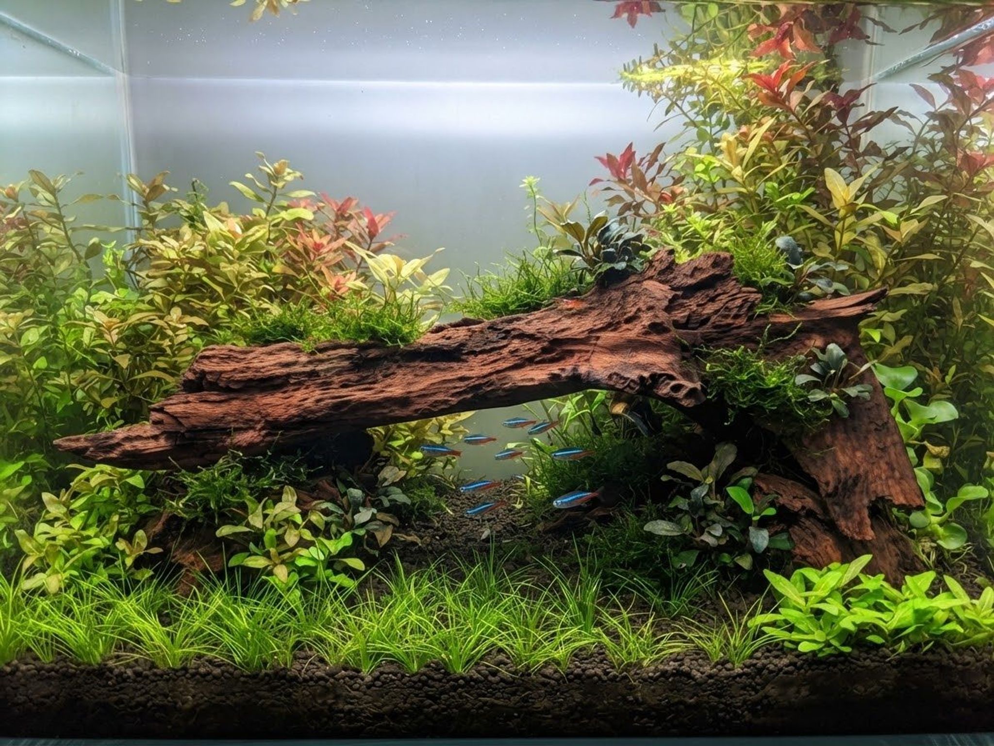 Premium Aquascaping Cave Driftwood A67 | Self-Standing Centerpiece