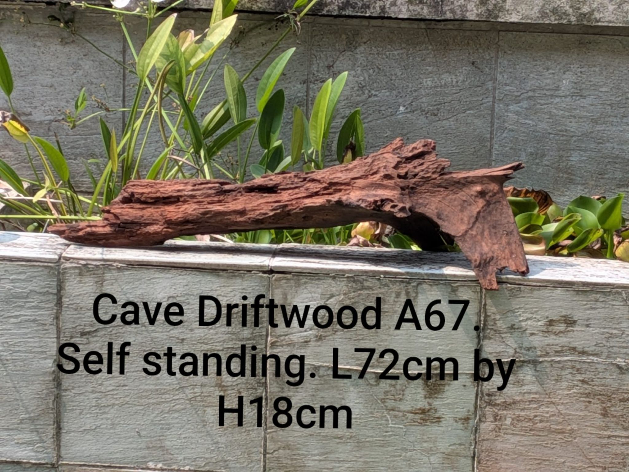 Premium Aquascaping Cave Driftwood A67 | Self-Standing Centerpiece