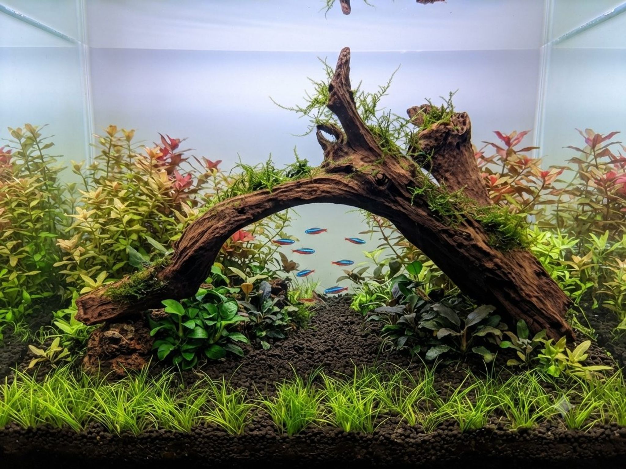 Premium Aquascaping Driftwood A60 | Self-Standing Centerpiece