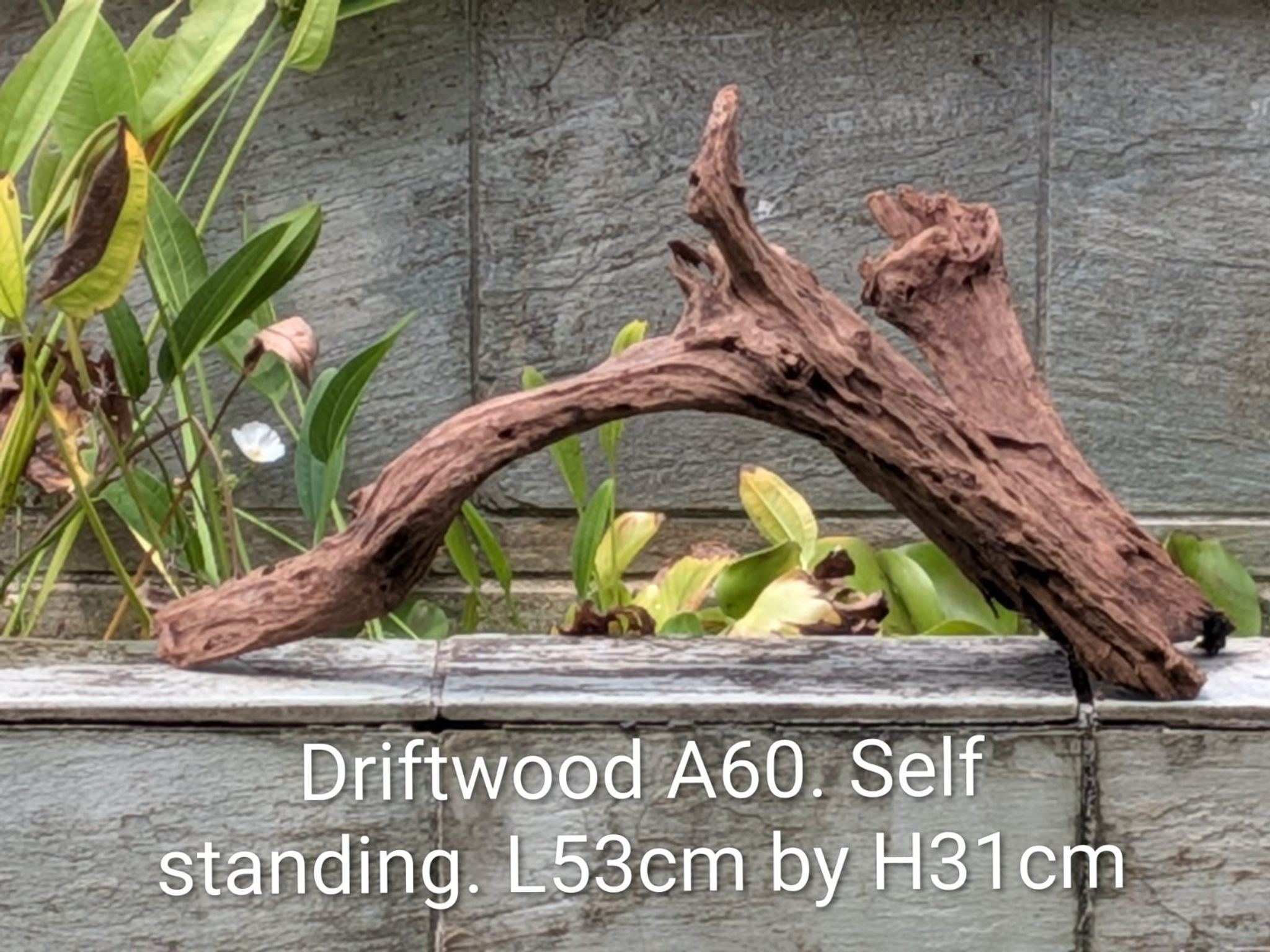 Premium Aquascaping Driftwood A60 | Self-Standing Centerpiece