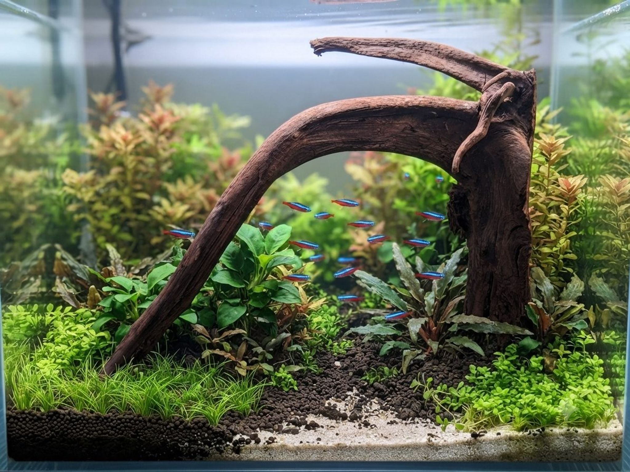 Premium Aquascaping Driftwood A63 - Brand New Self-Standing Centerpiece