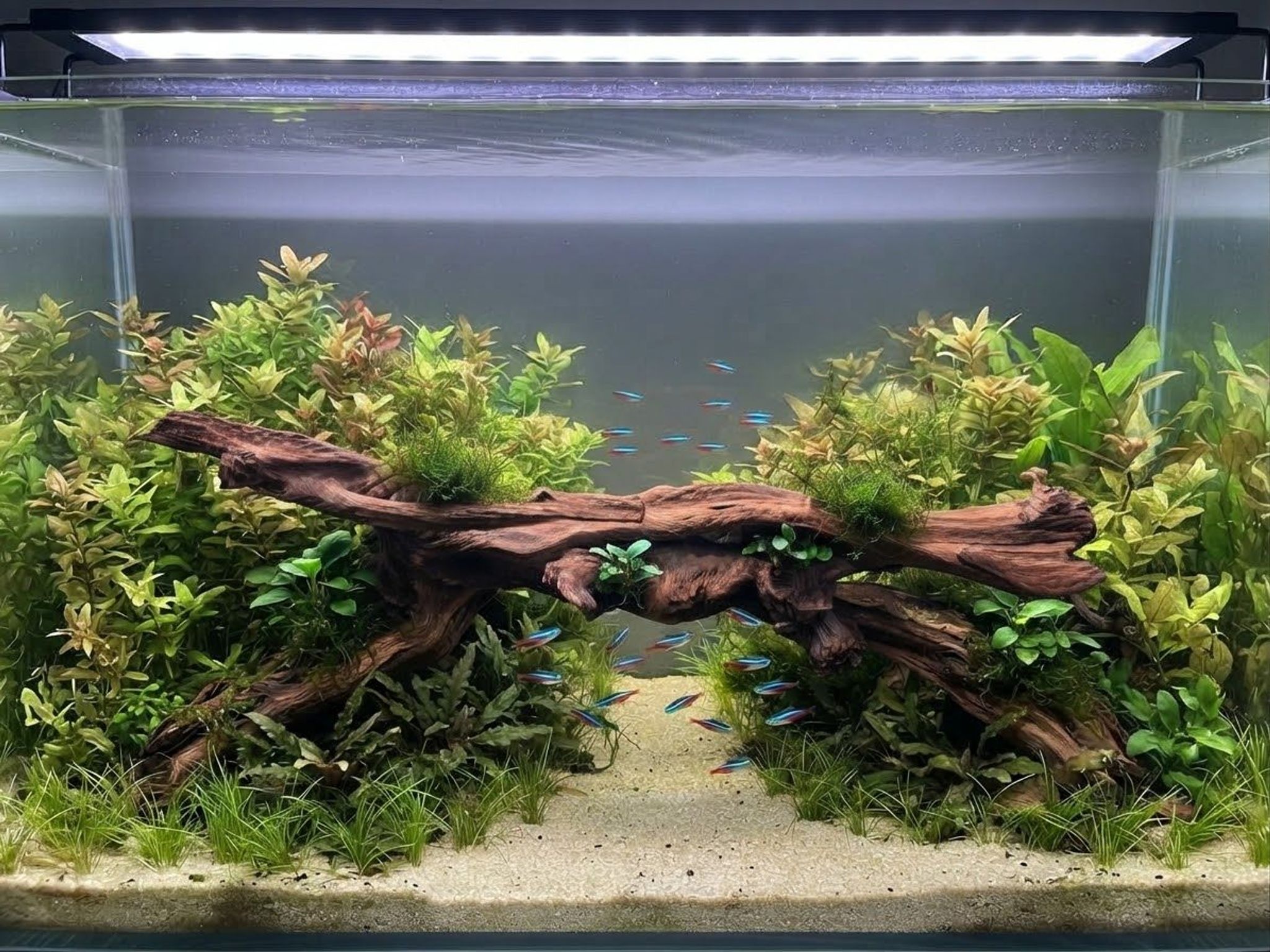 Premium Aquascaping Driftwood A68 | 70cm Long | Self-Standing Centerpiece
