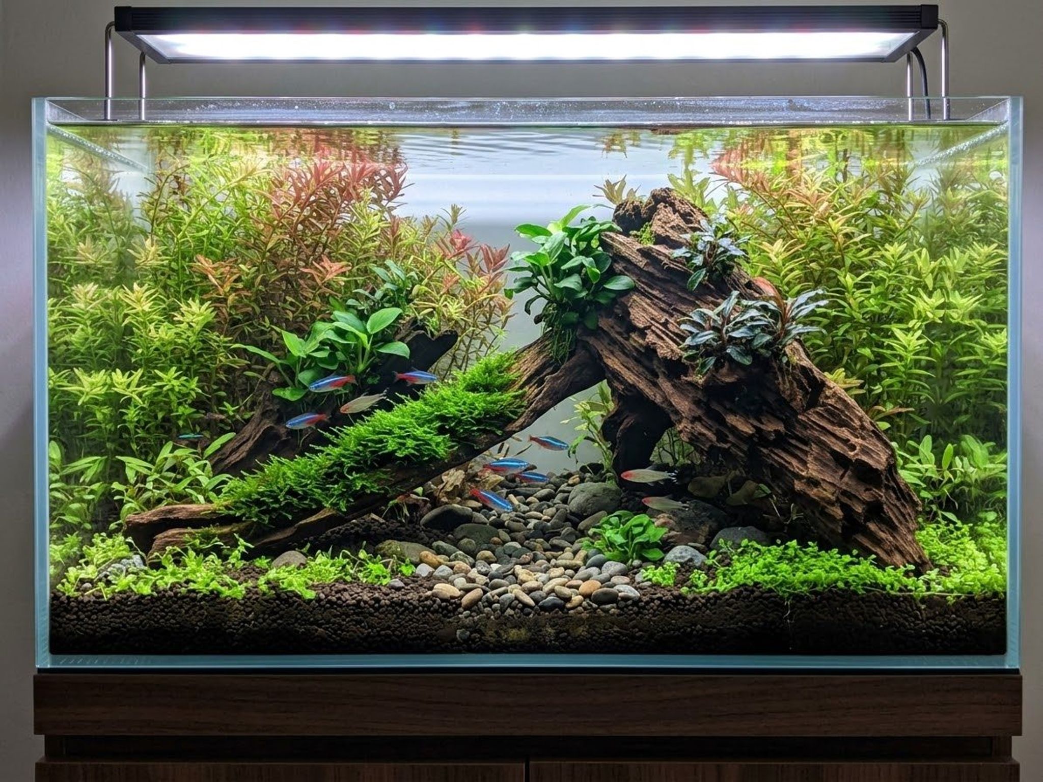 Premium Aquascaping Driftwood A69 | Self-Standing Centerpiece (61cm)