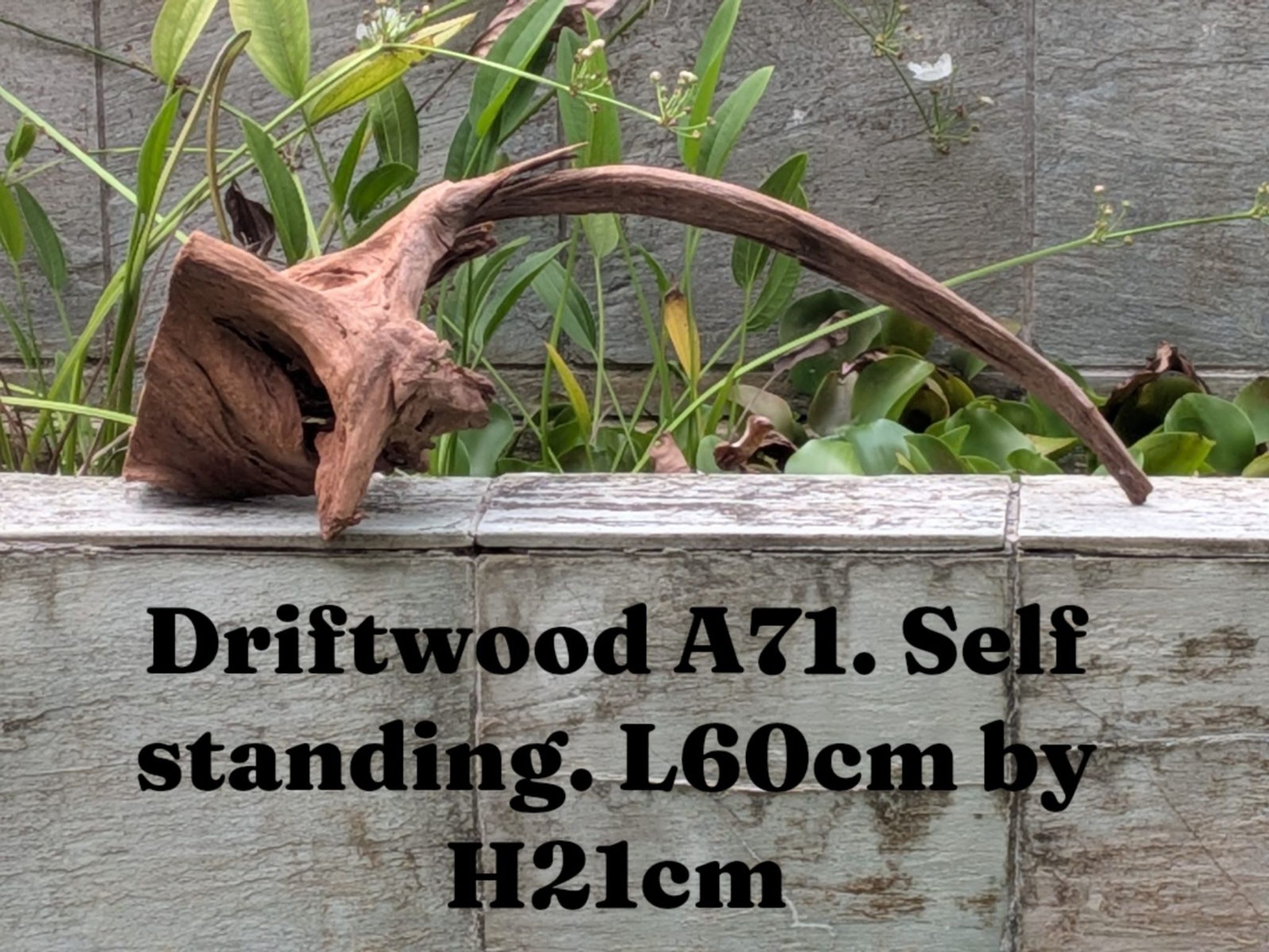 Premium Aquascaping Driftwood A71 | Self-Standing Sweeping Arch (60cm)