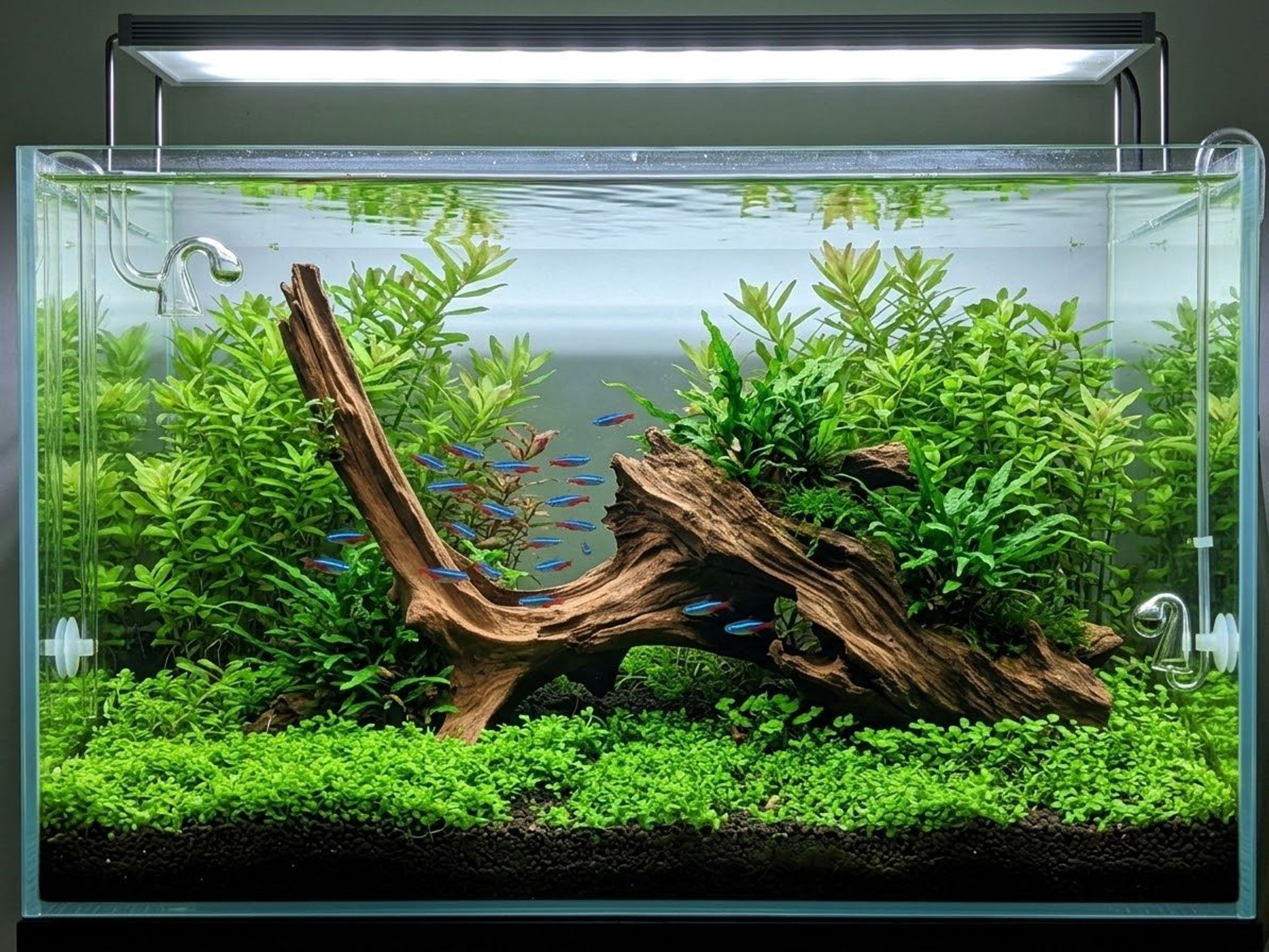 Premium Aquascaping Driftwood A73 | Self-Standing Sculptural Centerpiece (55cm)
