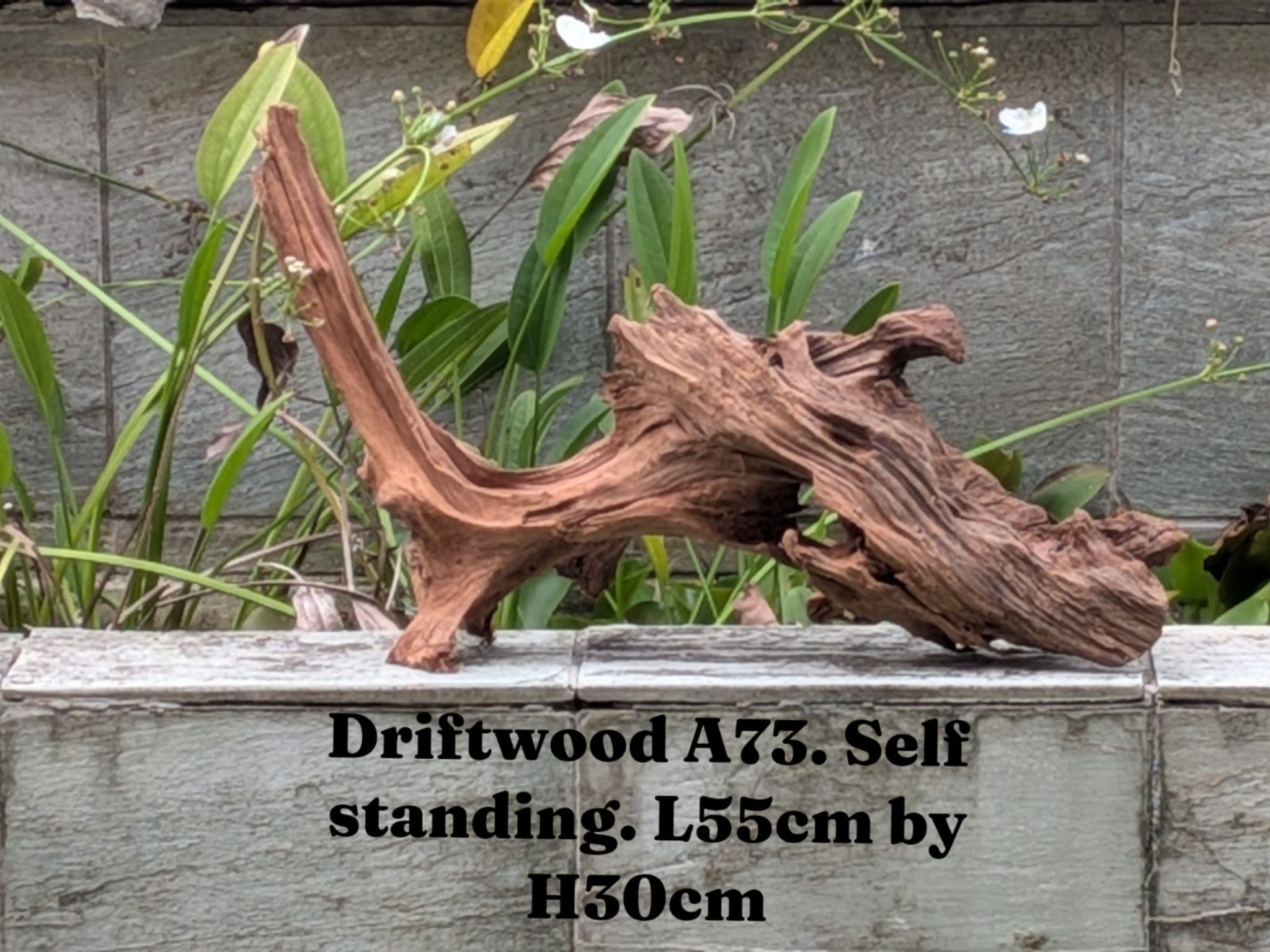 Premium Aquascaping Driftwood A73 | Self-Standing Sculptural Centerpiece (55cm)