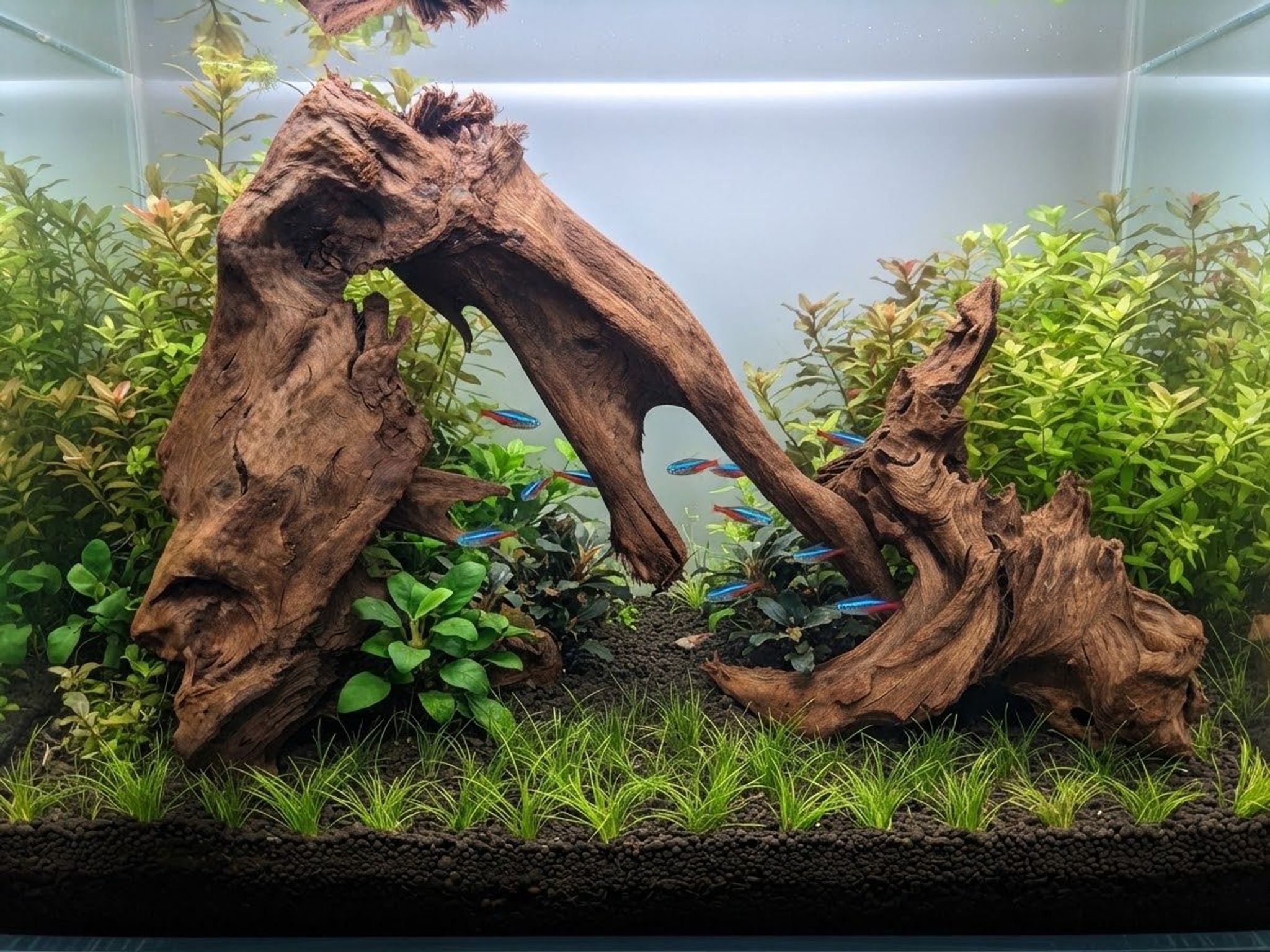 Premium Aquascaping Driftwoods S1 | Set of 2 Self-Standing Centerpieces