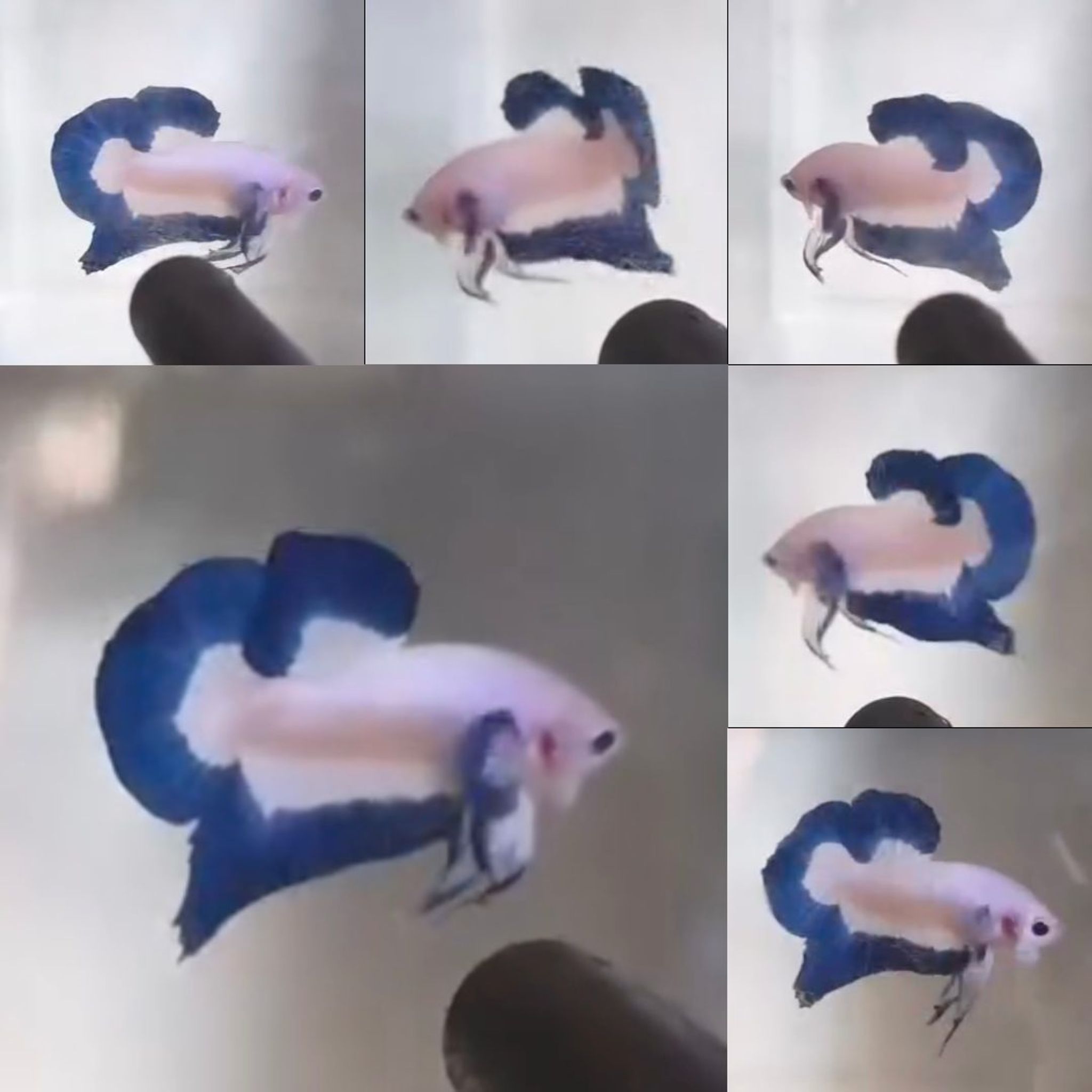 Premium Blue Rim HMPK Betta (Male)