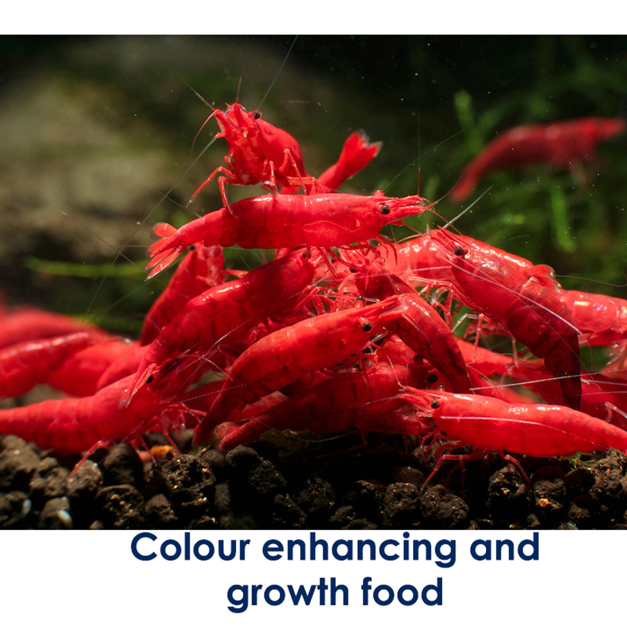 Premium Color-Enhancing Shrimp & Isopod Food - SUPREME RED FORMULA (30ml)