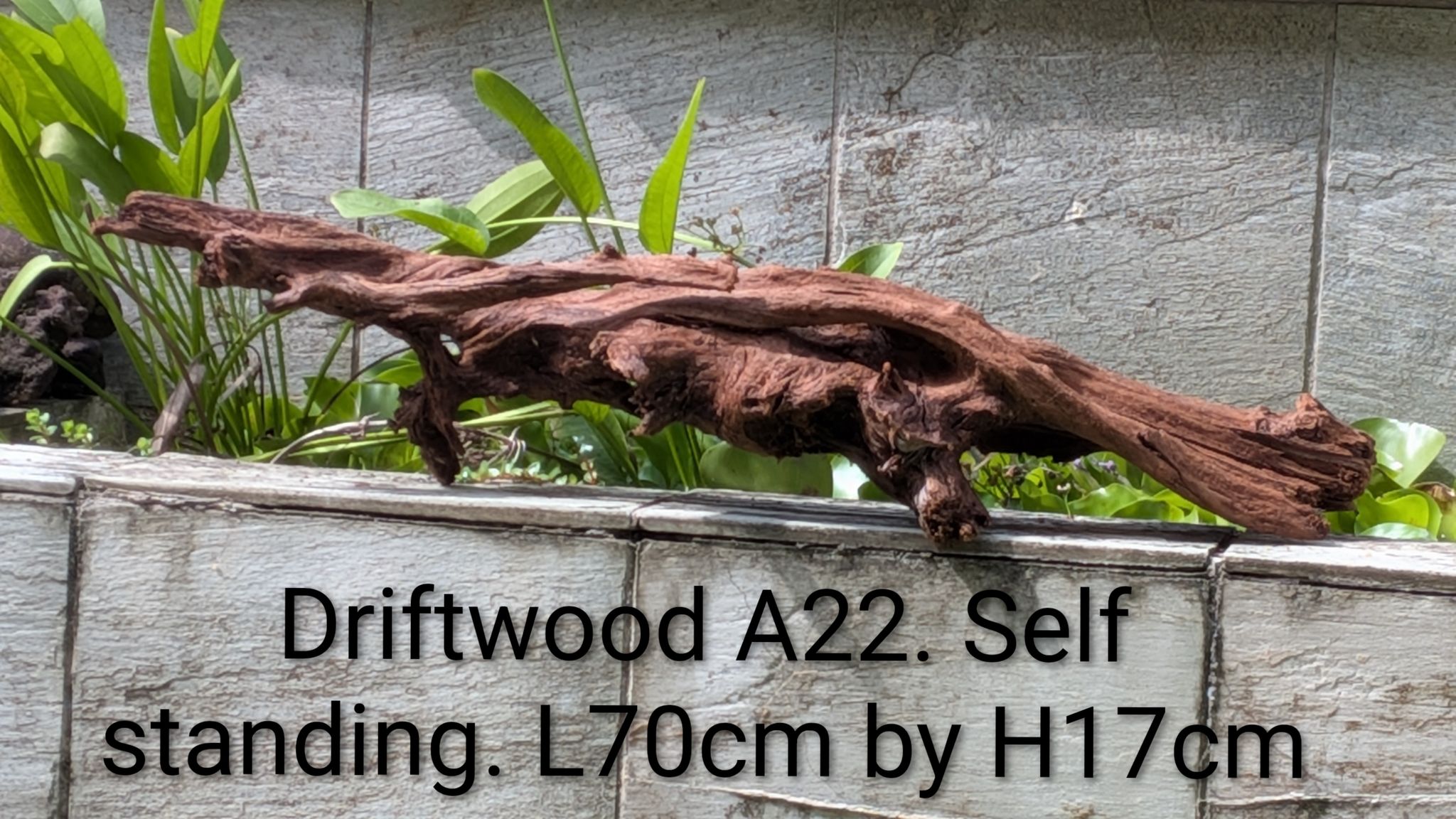 Premium Driftwood A22 - Rugged Low-Profile Piece (70cm)