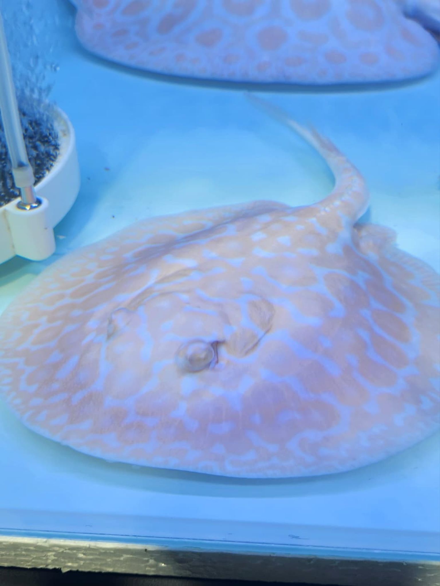 PREMIUM LUCY Stingray