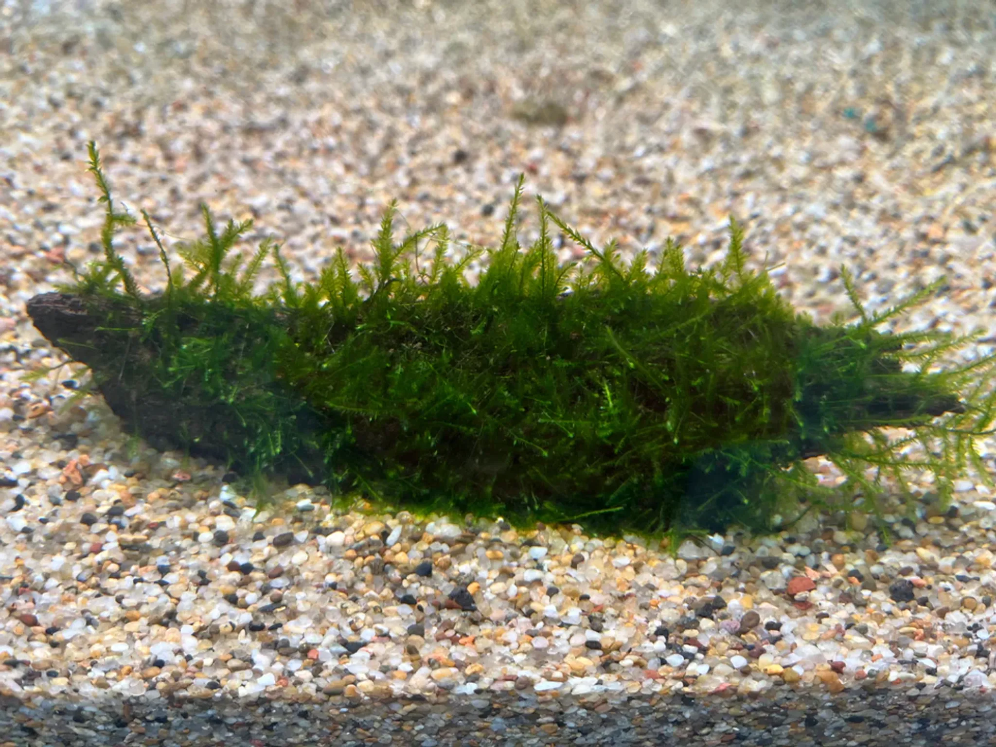 Premium Live Aquarium Moss on Natural Driftwood, Easy Care Aquatic Decor