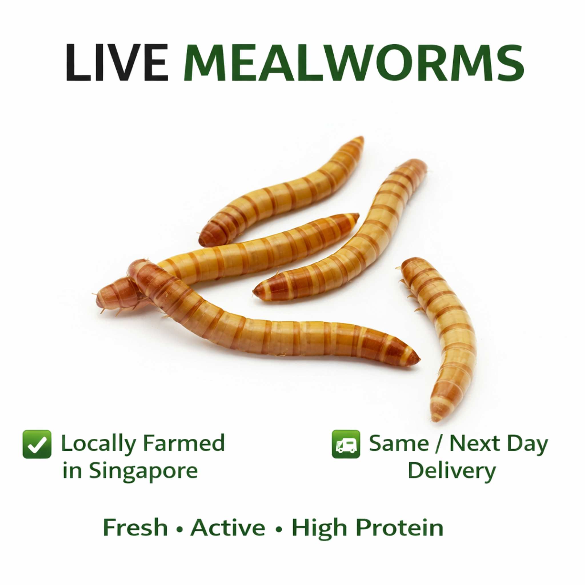 Premium Live Mealworms