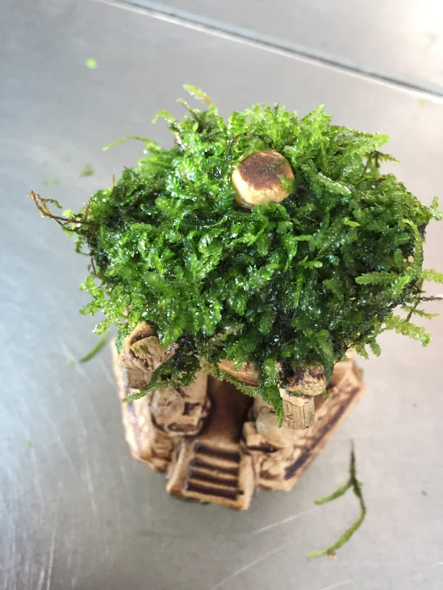 Premium Live Moss Hexagonal Aquarium Pavilion Decor for Fish Tanks