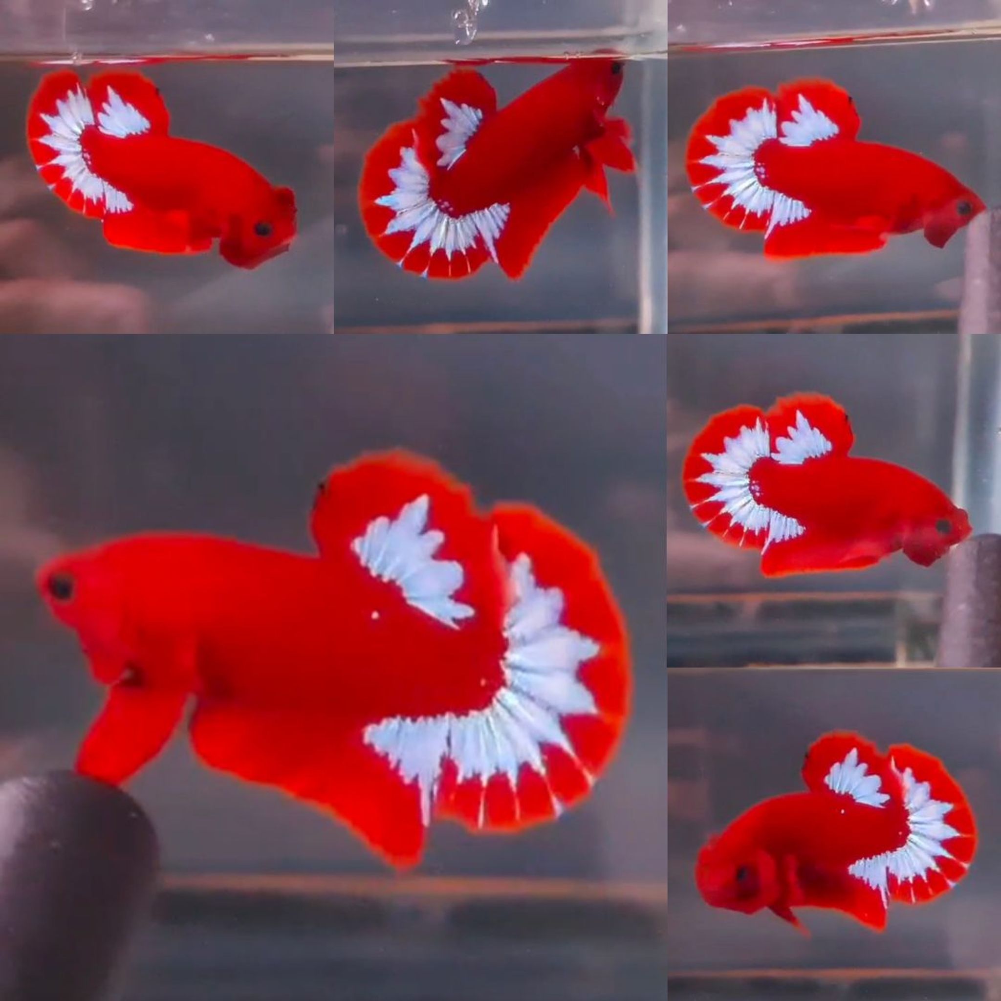 Premium Red Hellboy HMPK Betta (Male)