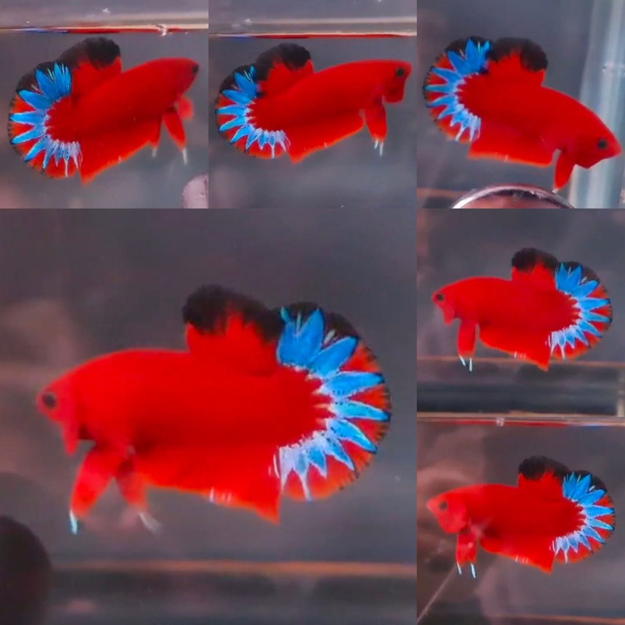 Premium Red Hellboy HMPK Betta (Male)