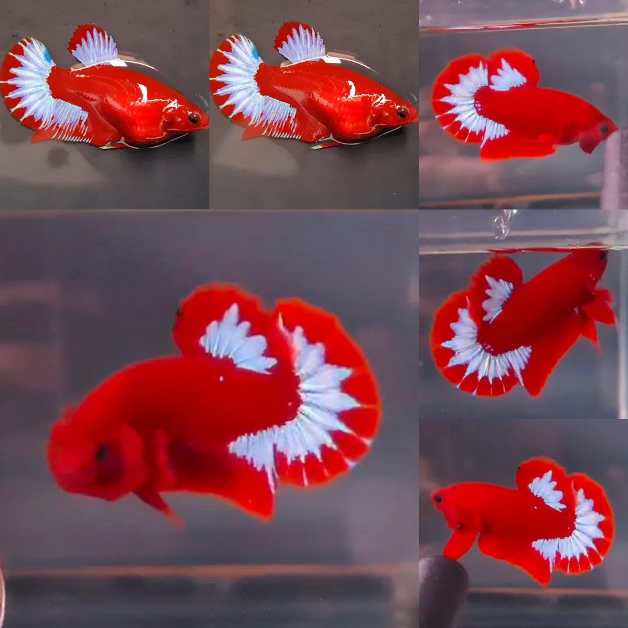 Premium Red Hellboy HMPK Betta (Male)