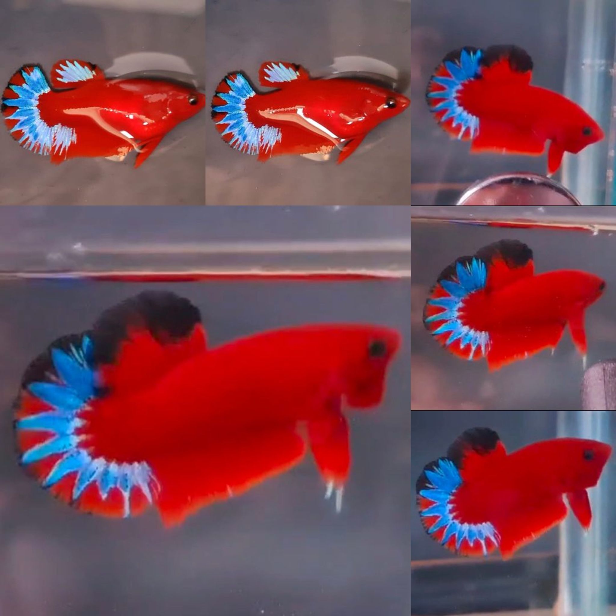 Premium Red Hellboy HMPK Betta (Male)