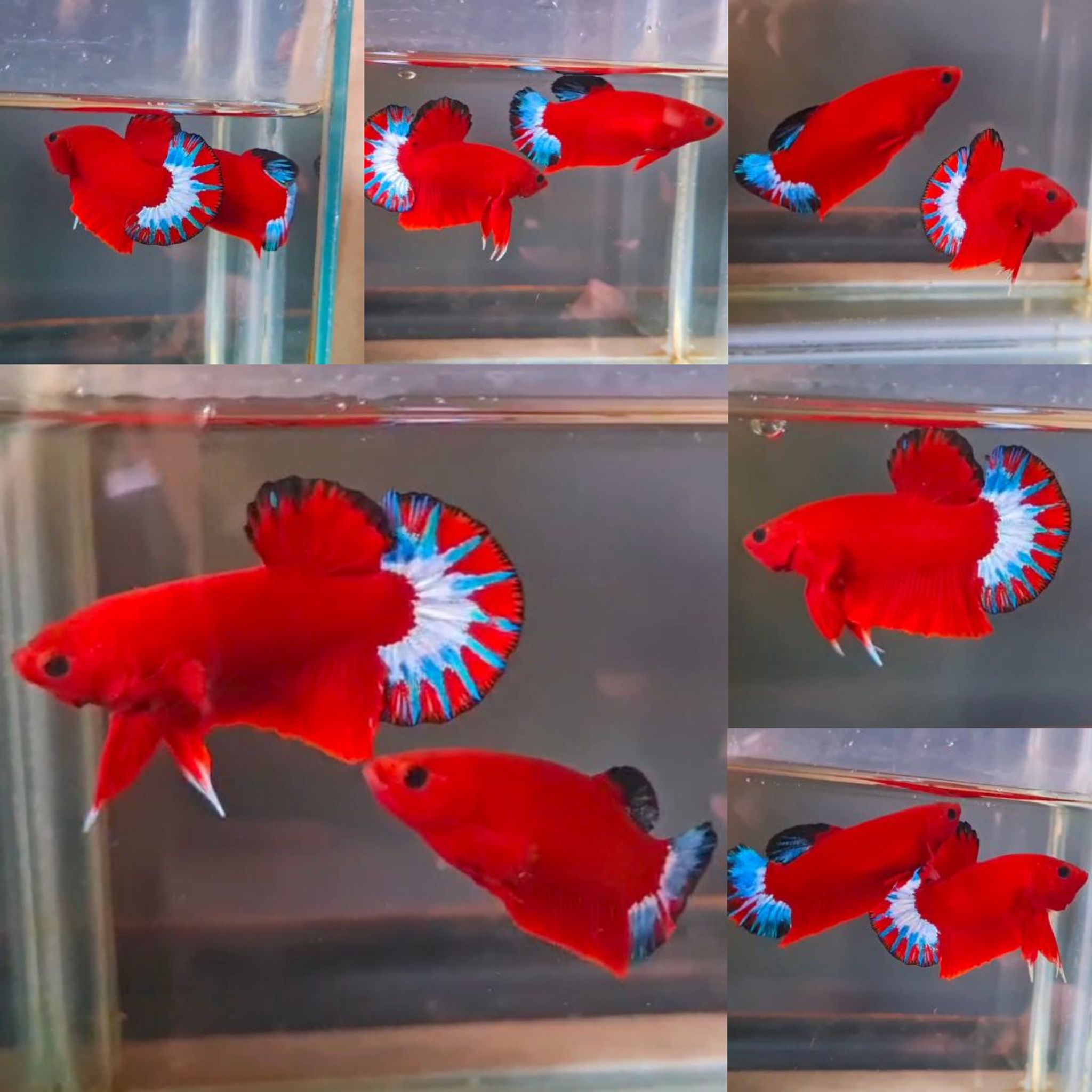 Premium Red Hellboy HMPK Betta (Male)