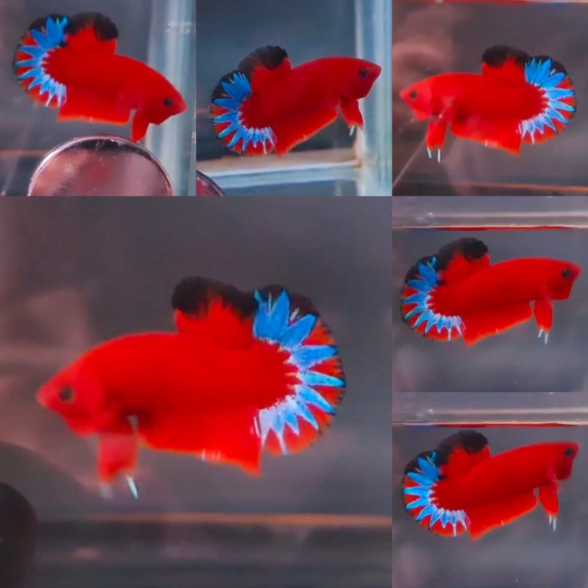 Premium Red Hellboy HMPK Betta (Male)