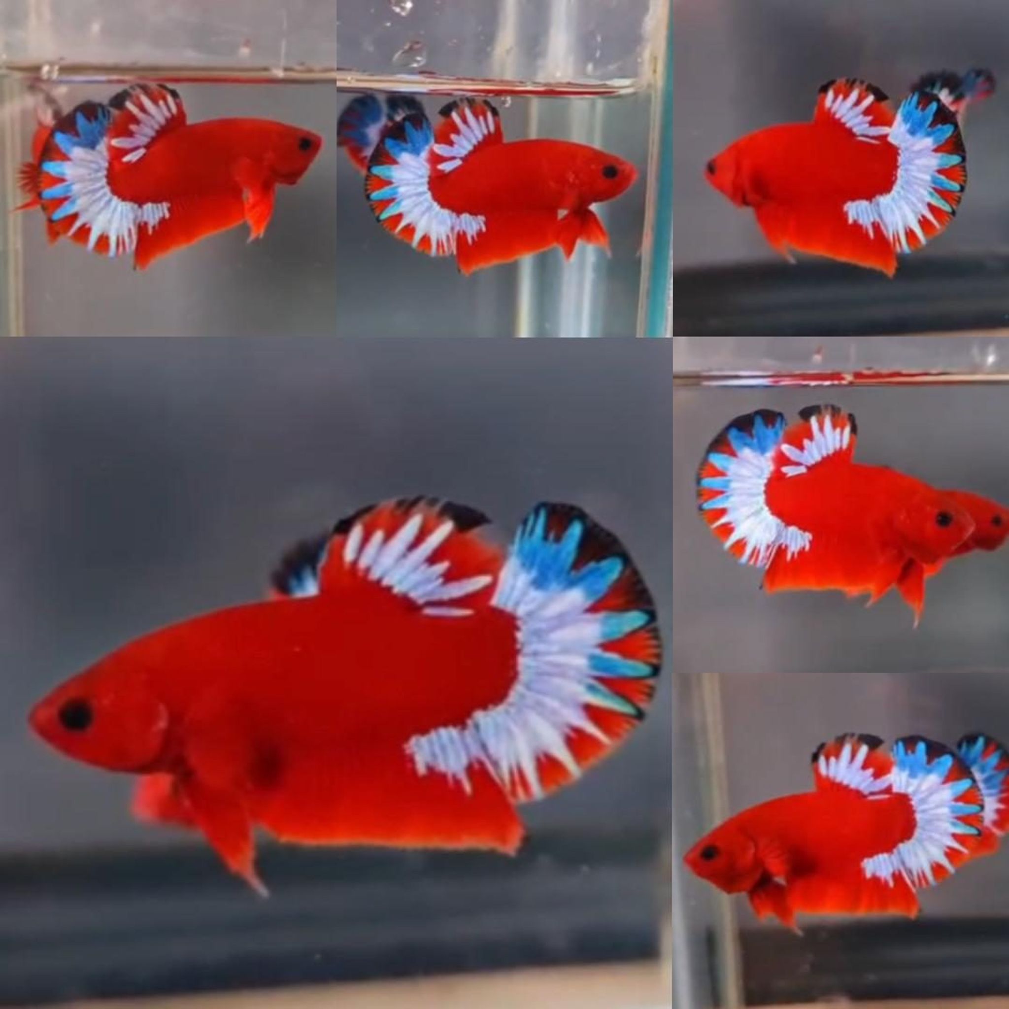 Premium Red Hellboy HMPK Betta (Male)