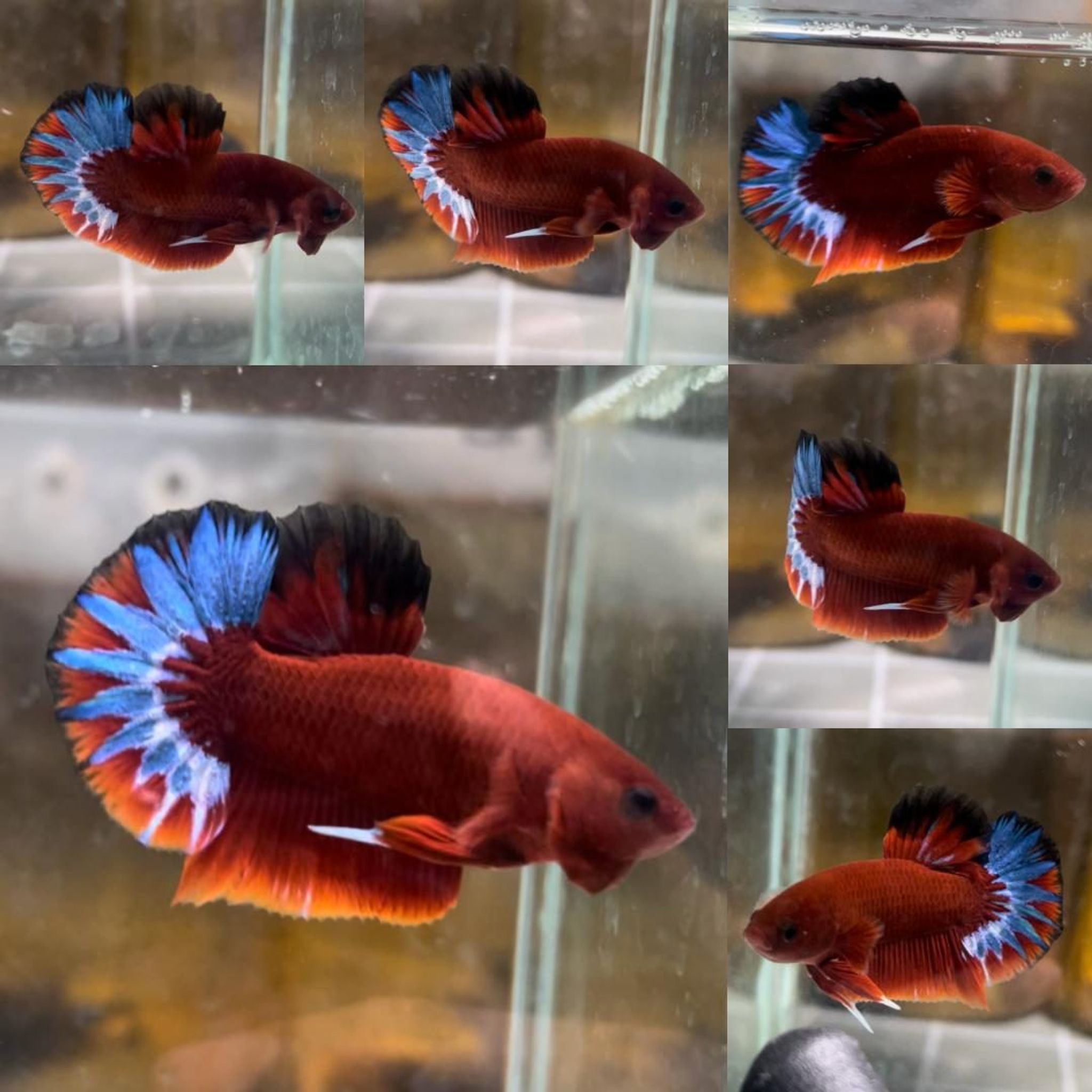 Premium Red Hellboy HMPK Betta (Male)
