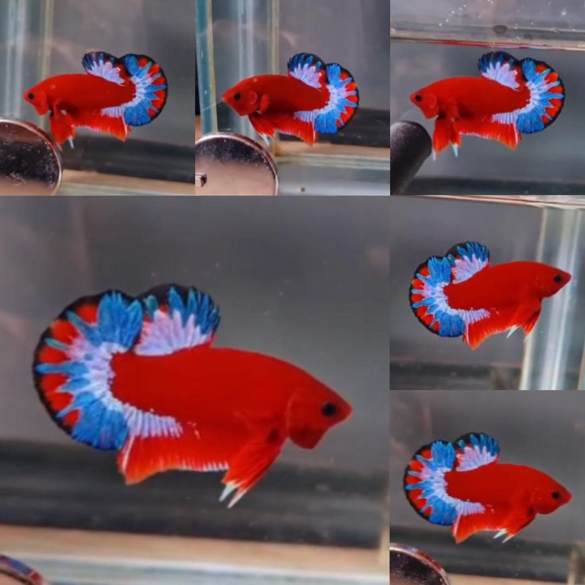 Premium Red Hellboy HMPK Betta (Male)