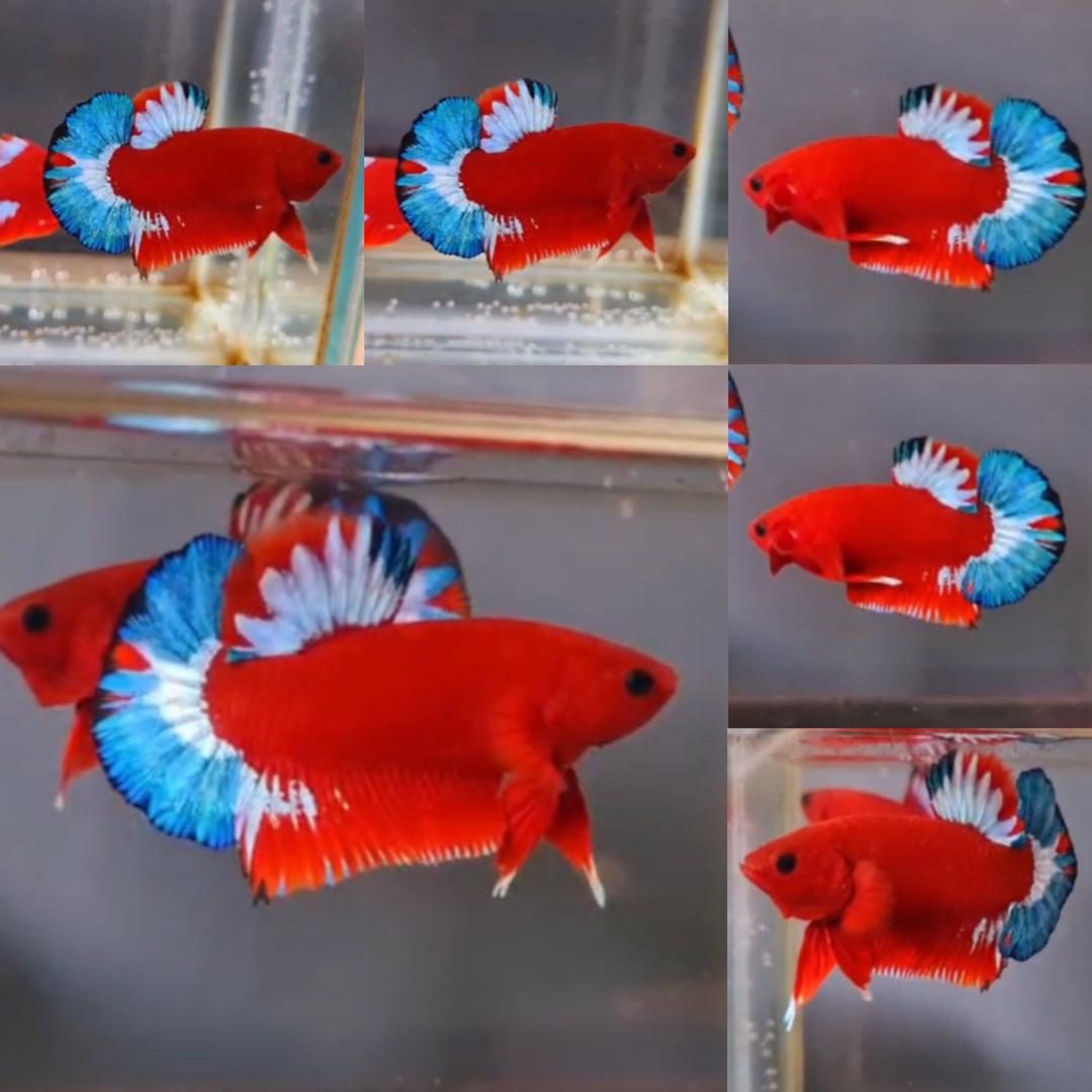 Premium Red Hellboy HMPK Betta (Male)
