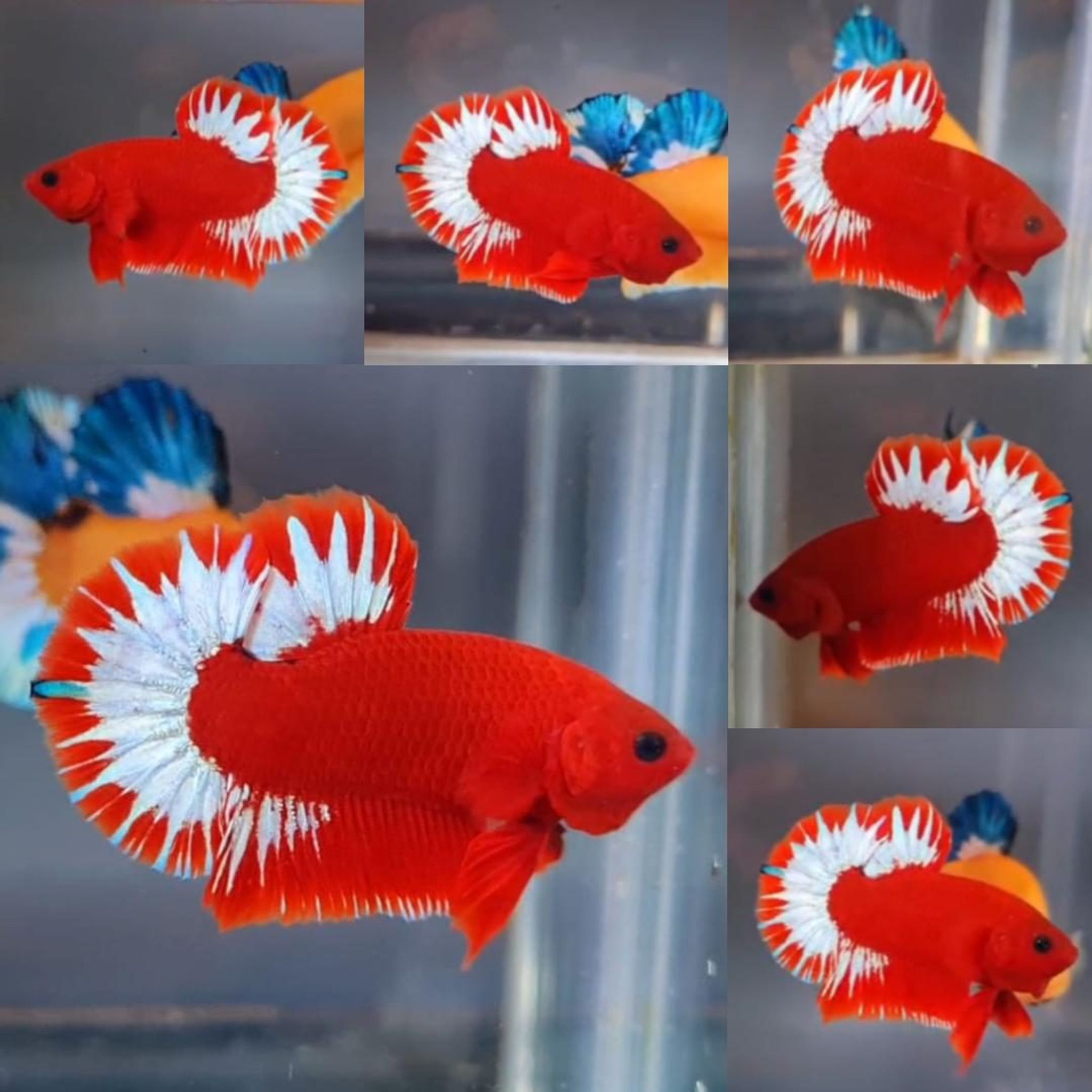 Premium Red Hellboy HMPK Betta (Male)
