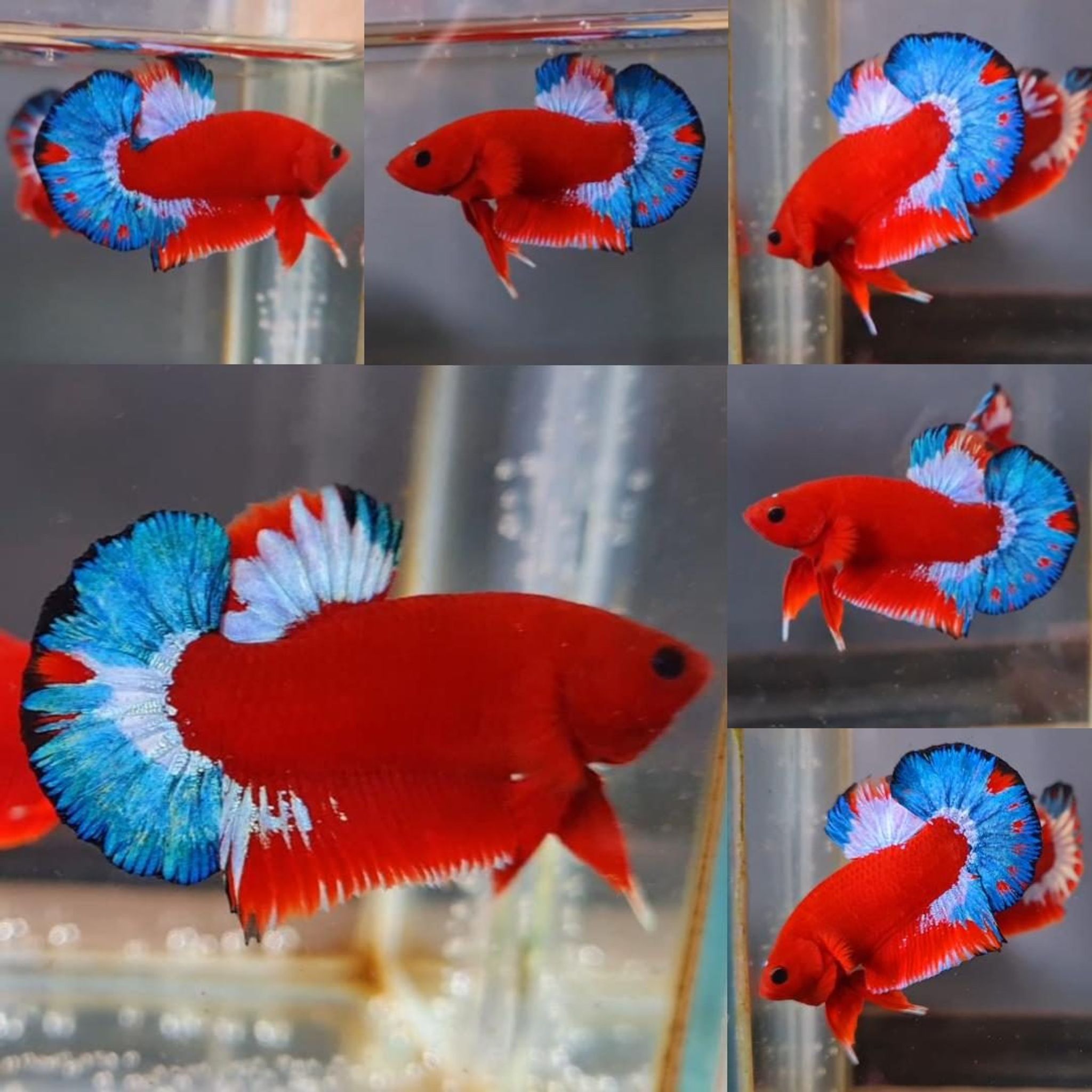 Premium Red Hellboy HMPK Betta (Male)