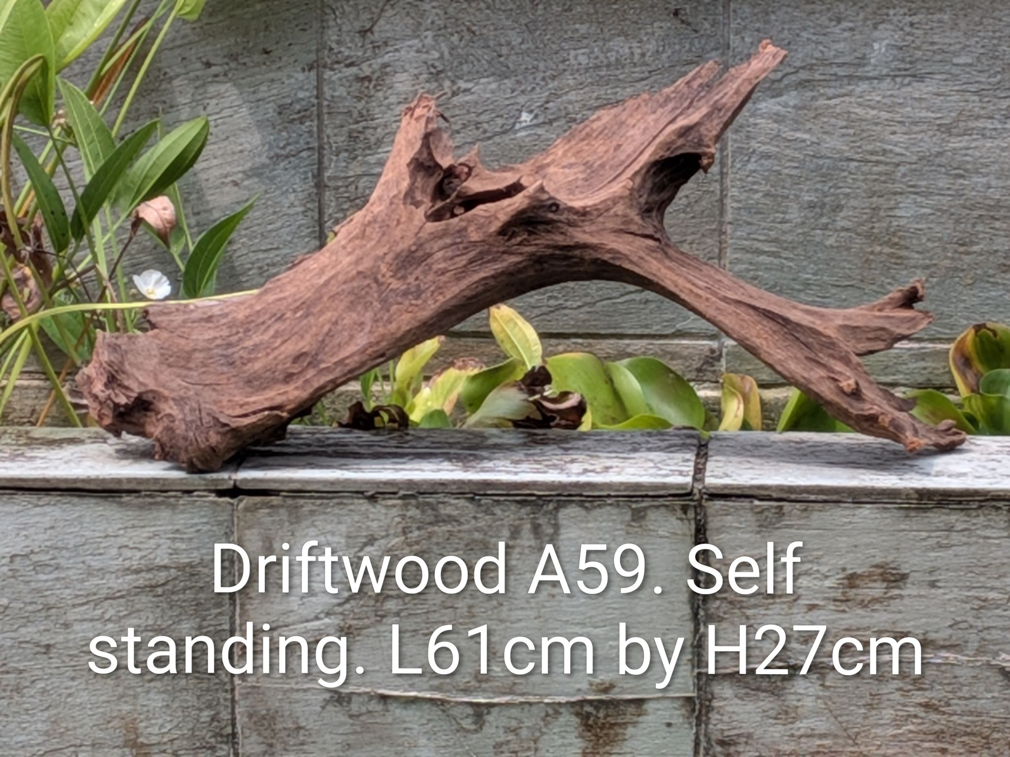 Premium Self-Standing Aquascaping Driftwood (A59) - Brand New!