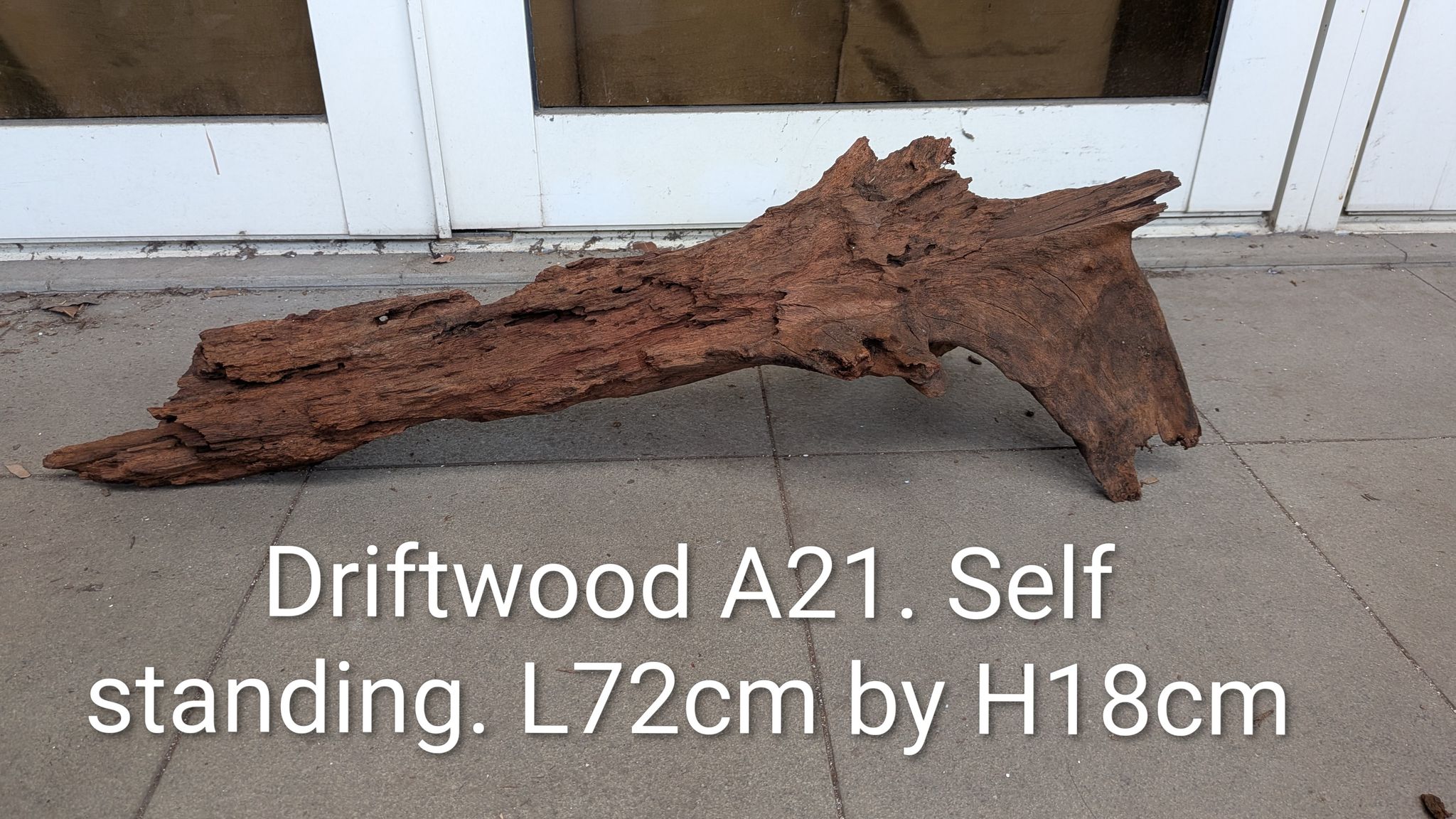 Premium Self-Standing Driftwood A21 (L72cm x H18cm) - Perfect Hardscape for Aquariums, Vivariums & Decor