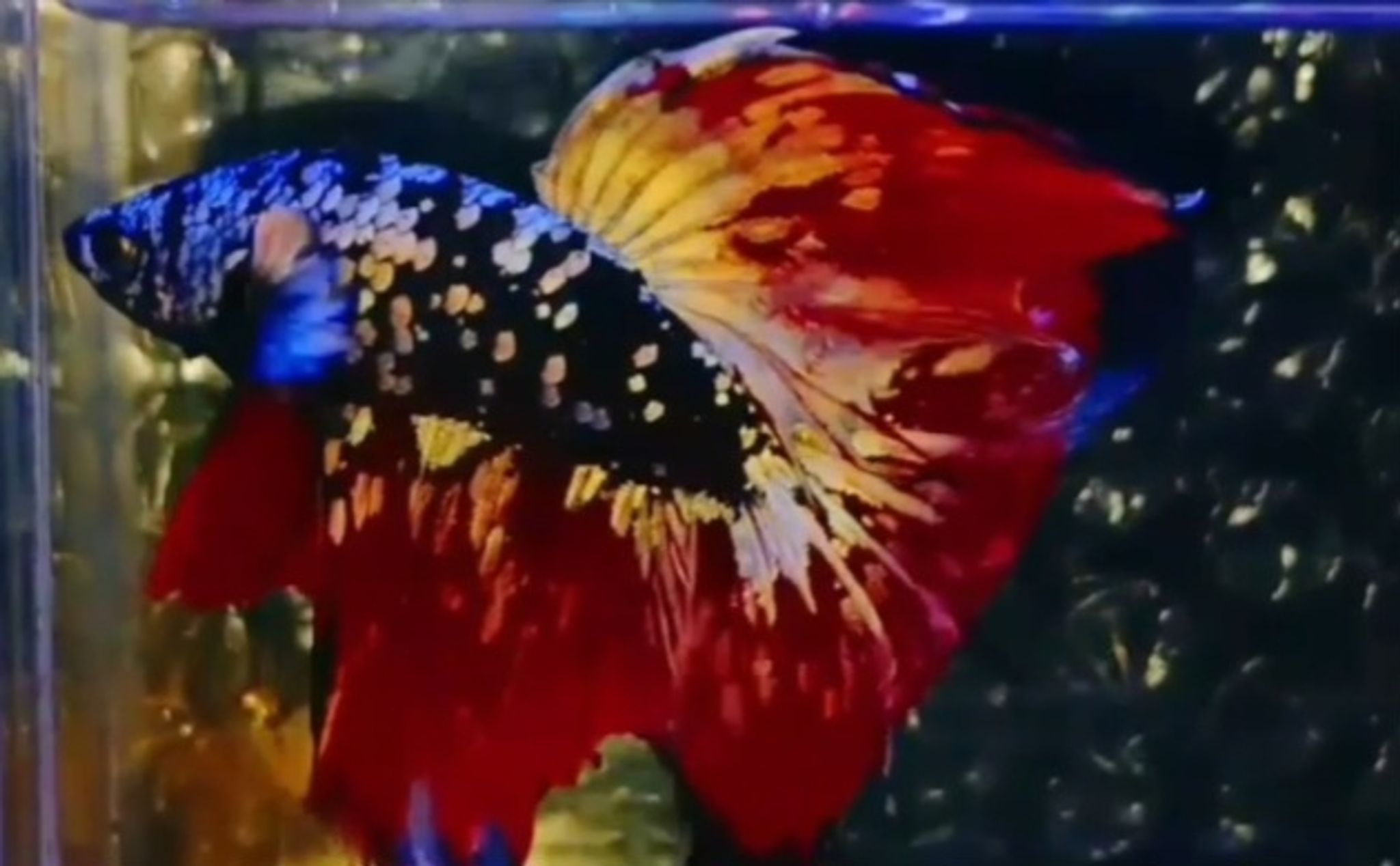 Premium betta AVCG