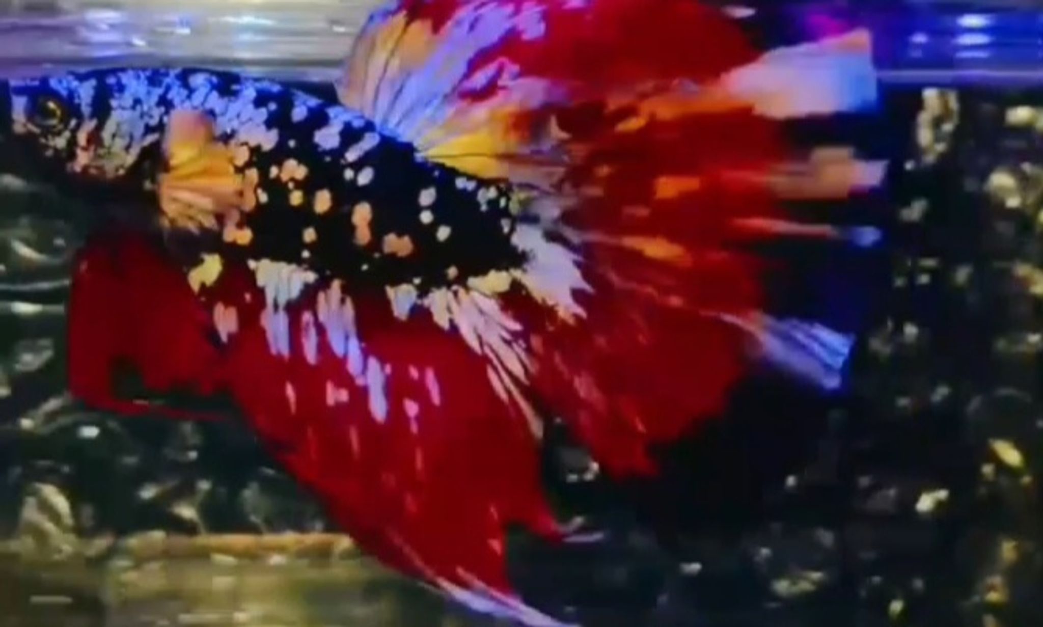 Premium betta AVCG
