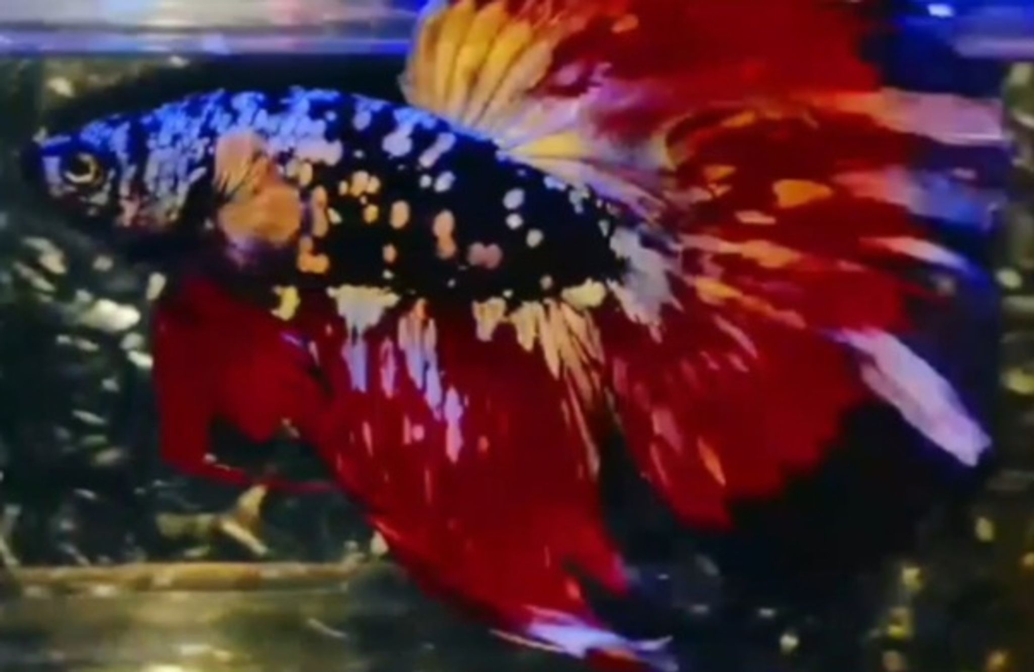 Premium betta AVCG