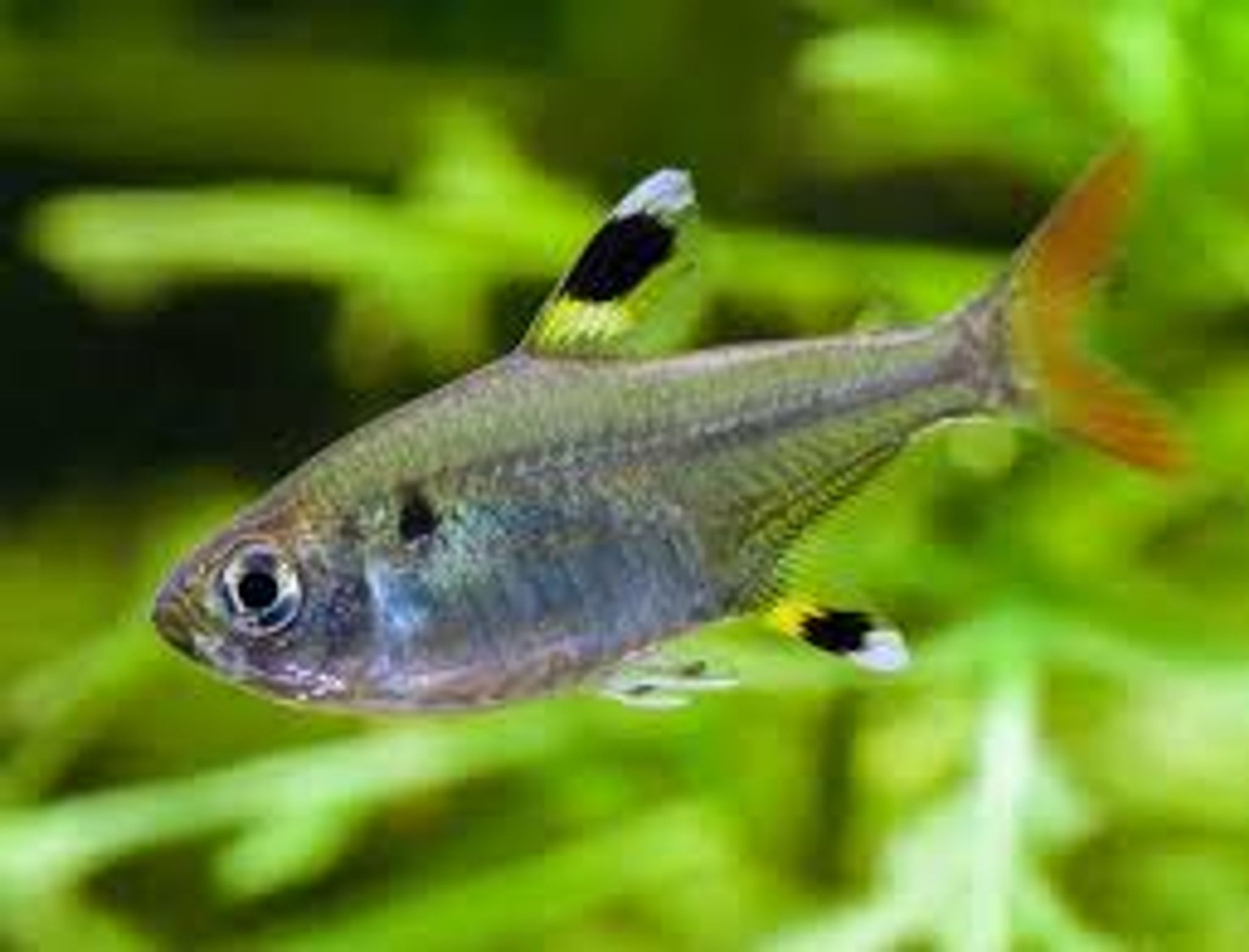 Pristella Tetra L
