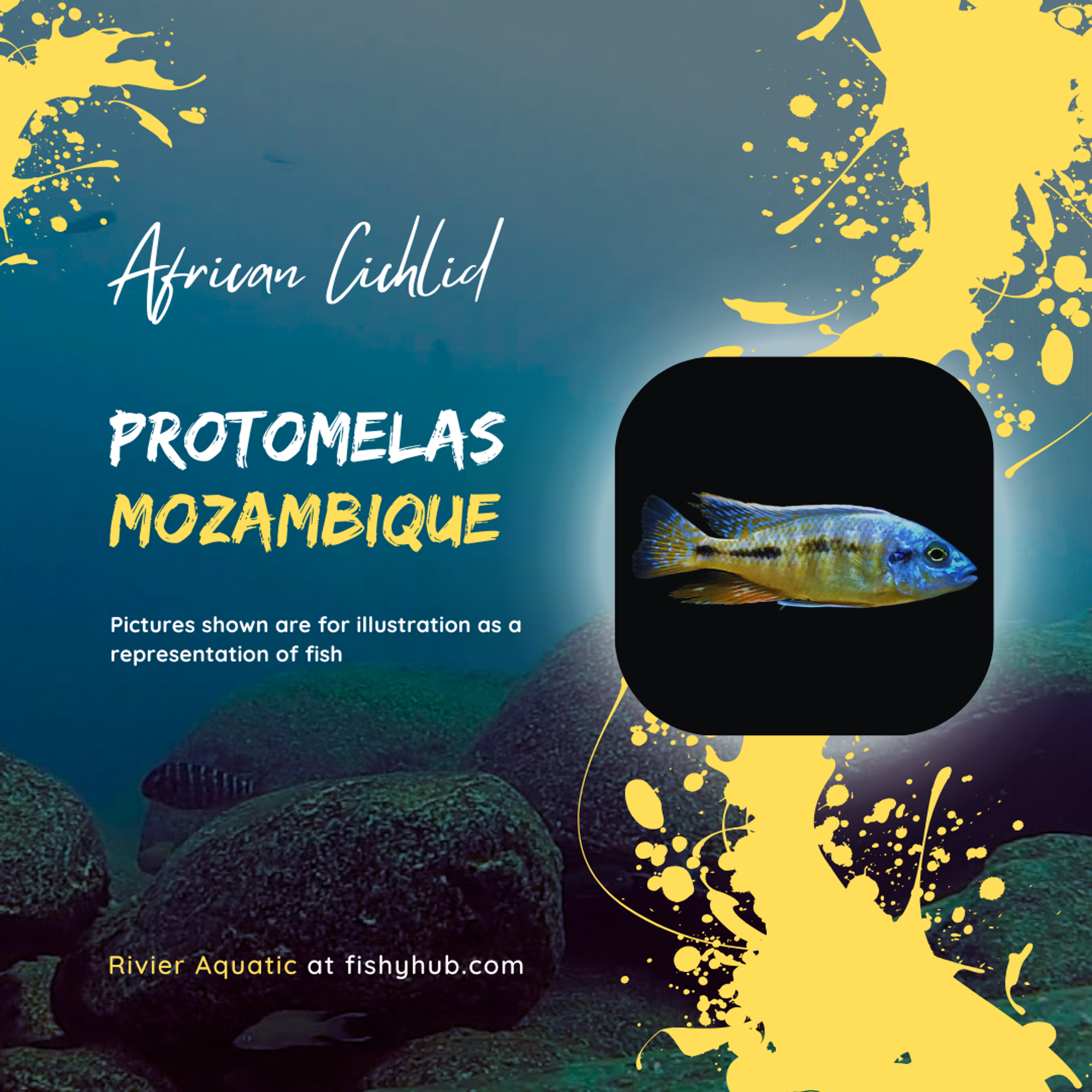 Mozambique Cichlid (Protomelas Spilonotus Mozambique)