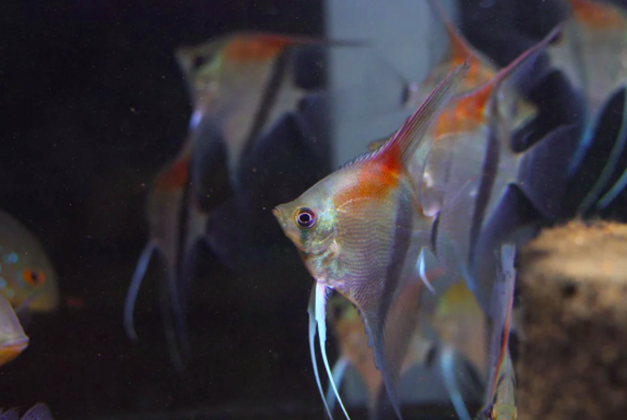Pterophyllum Scalare sp. 'Manacapuru Red'
