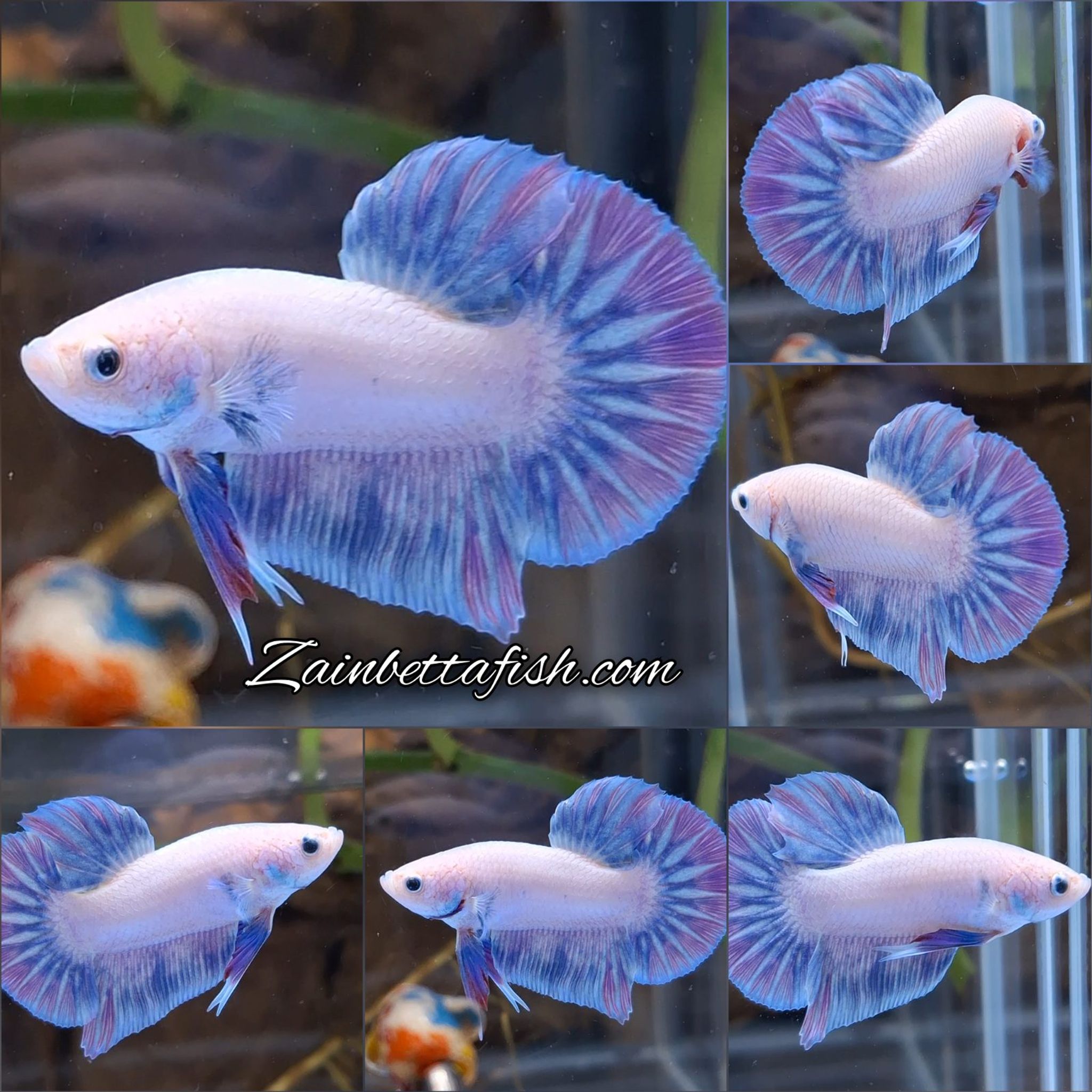 Purple Aurora Hologram Betta Fish