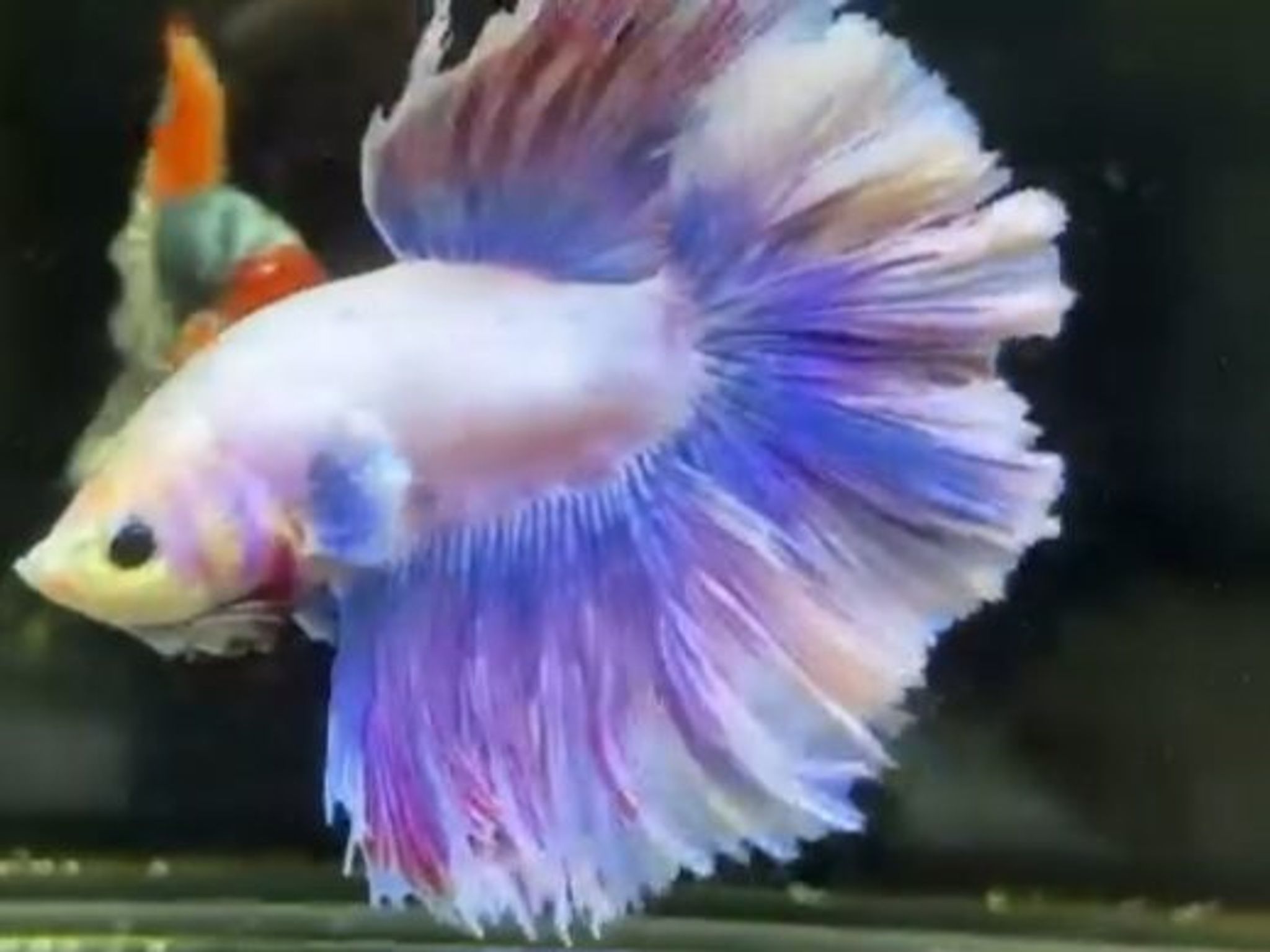 Purple Rosetail