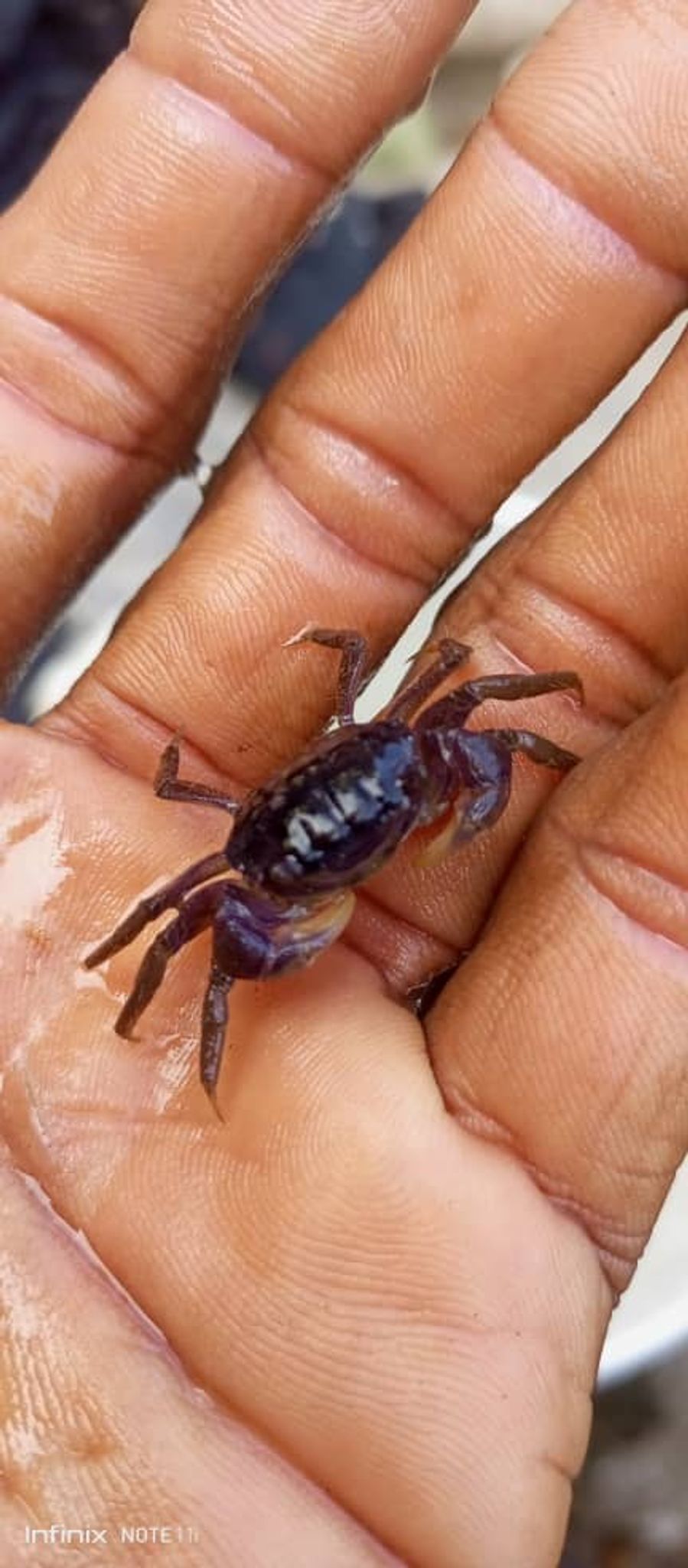 Purple Shore crab (Hemigrapsus nudus)